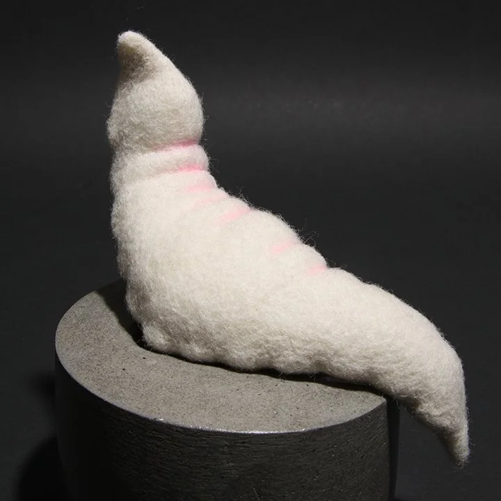 Consentia 3 Sigmoid IMG_1264.jpg