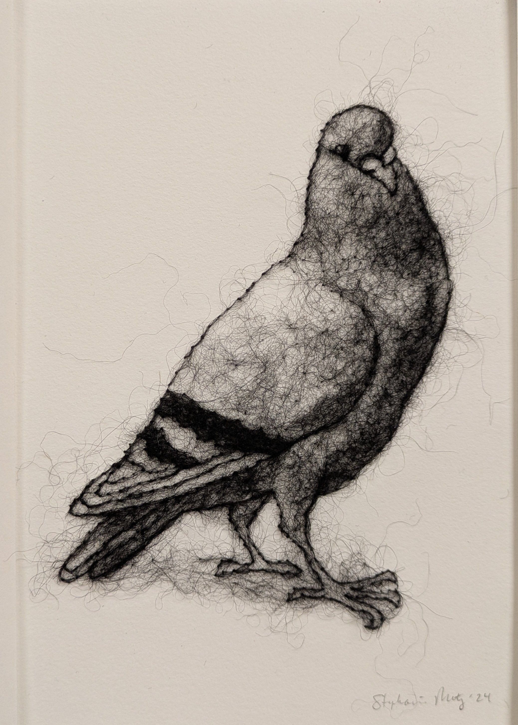 Pigeon