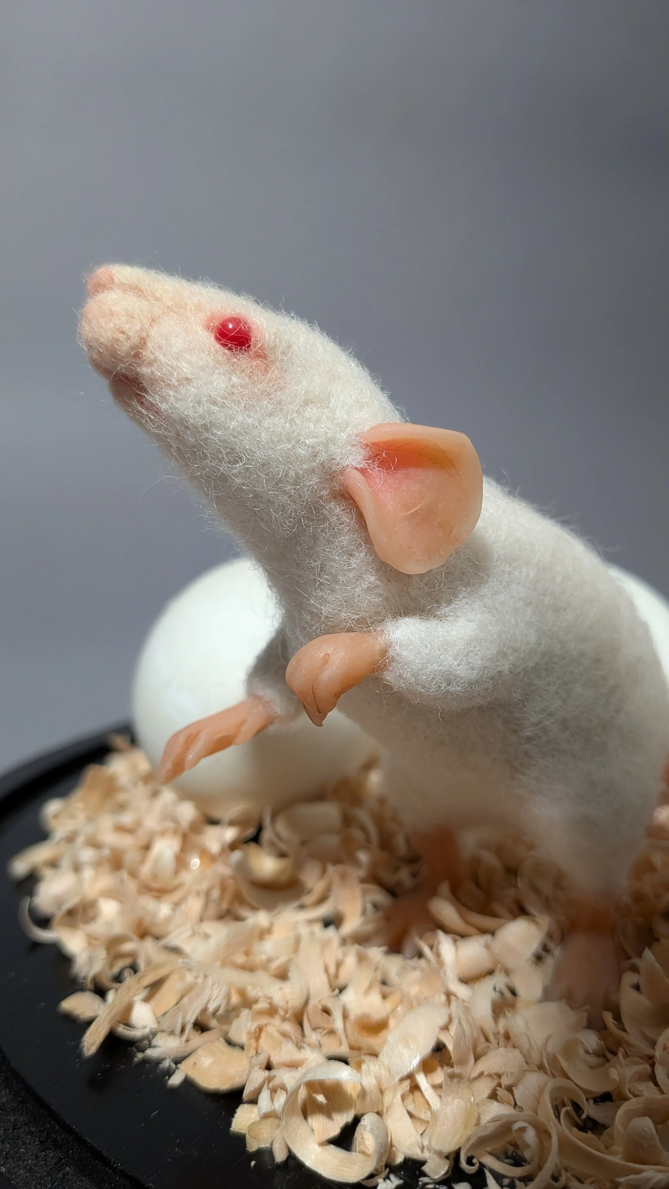    Biofresh , wool, eggshells, polymer clay, wood shavings, 8" x 9.5" x 9.5", 2026.  