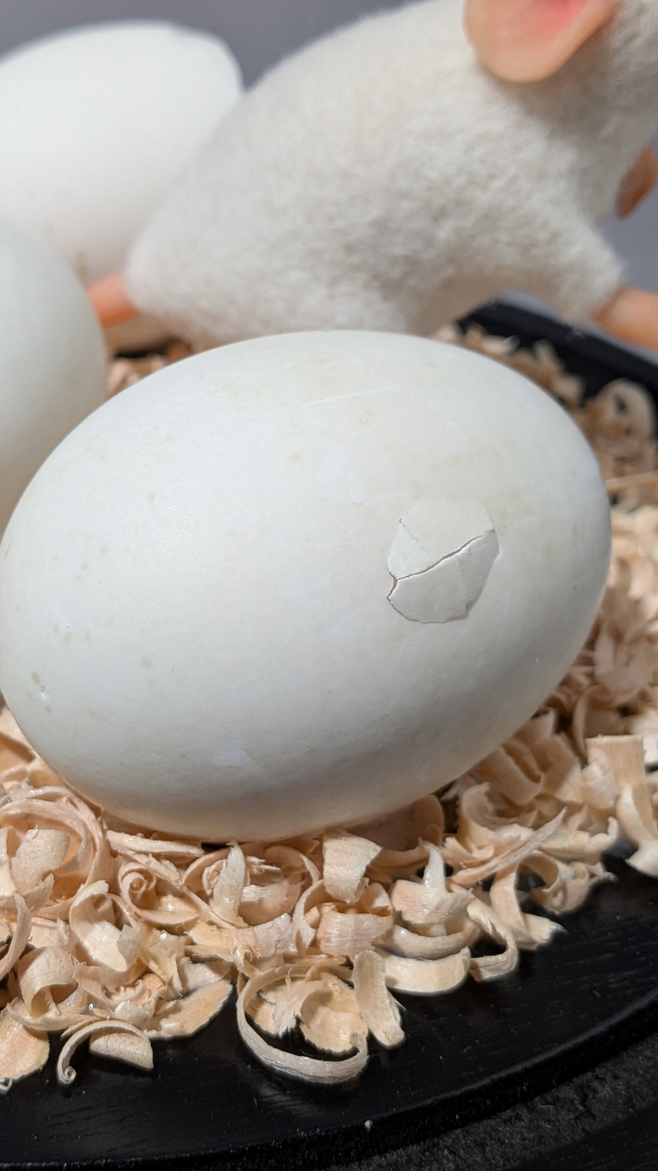    Biofresh , wool, eggshells, polymer clay, wood shavings, 8" x 9.5" x 9.5", 2026.  