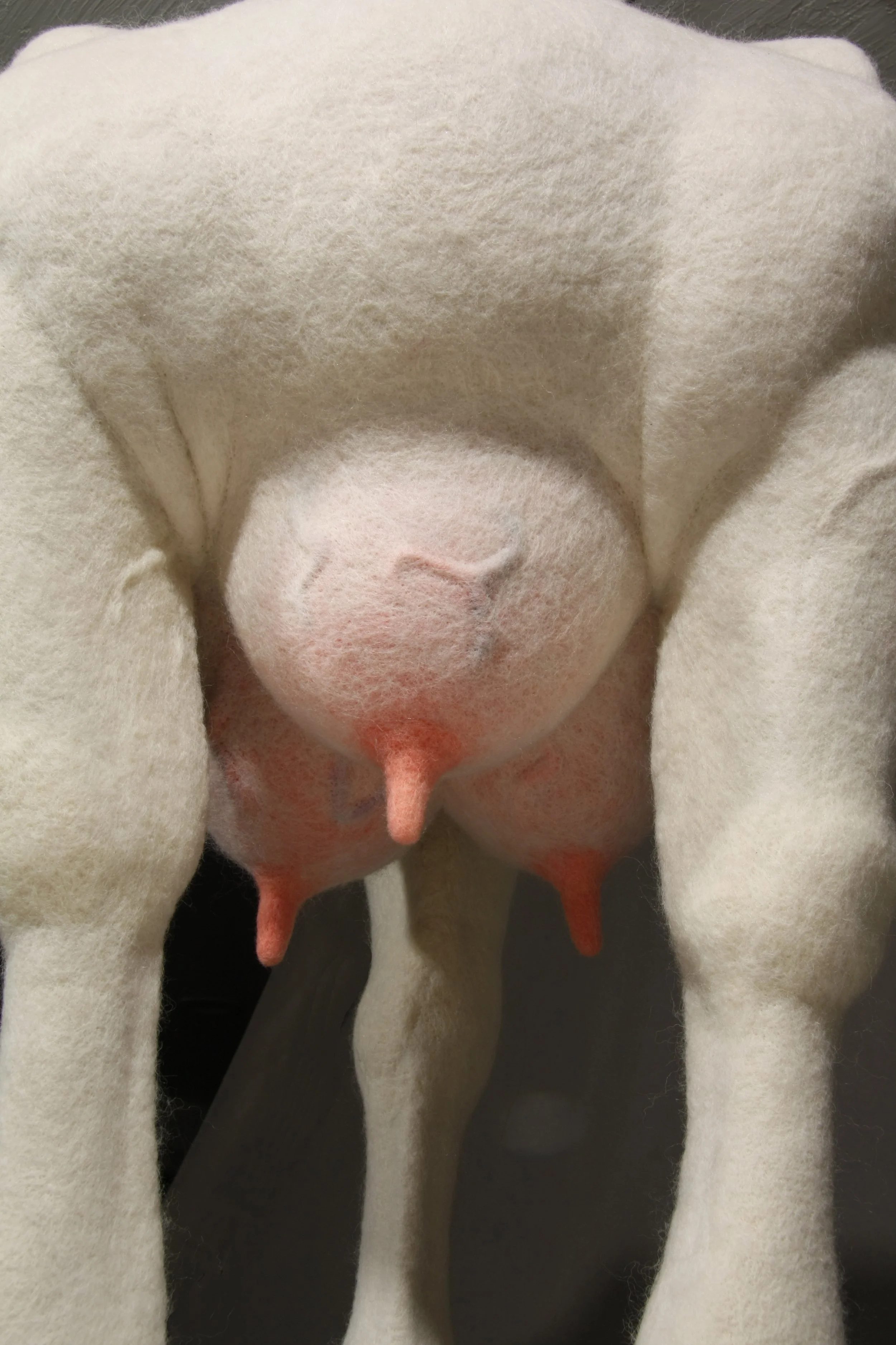 Acephala Mater Teats Detail IMG_1170.jpg