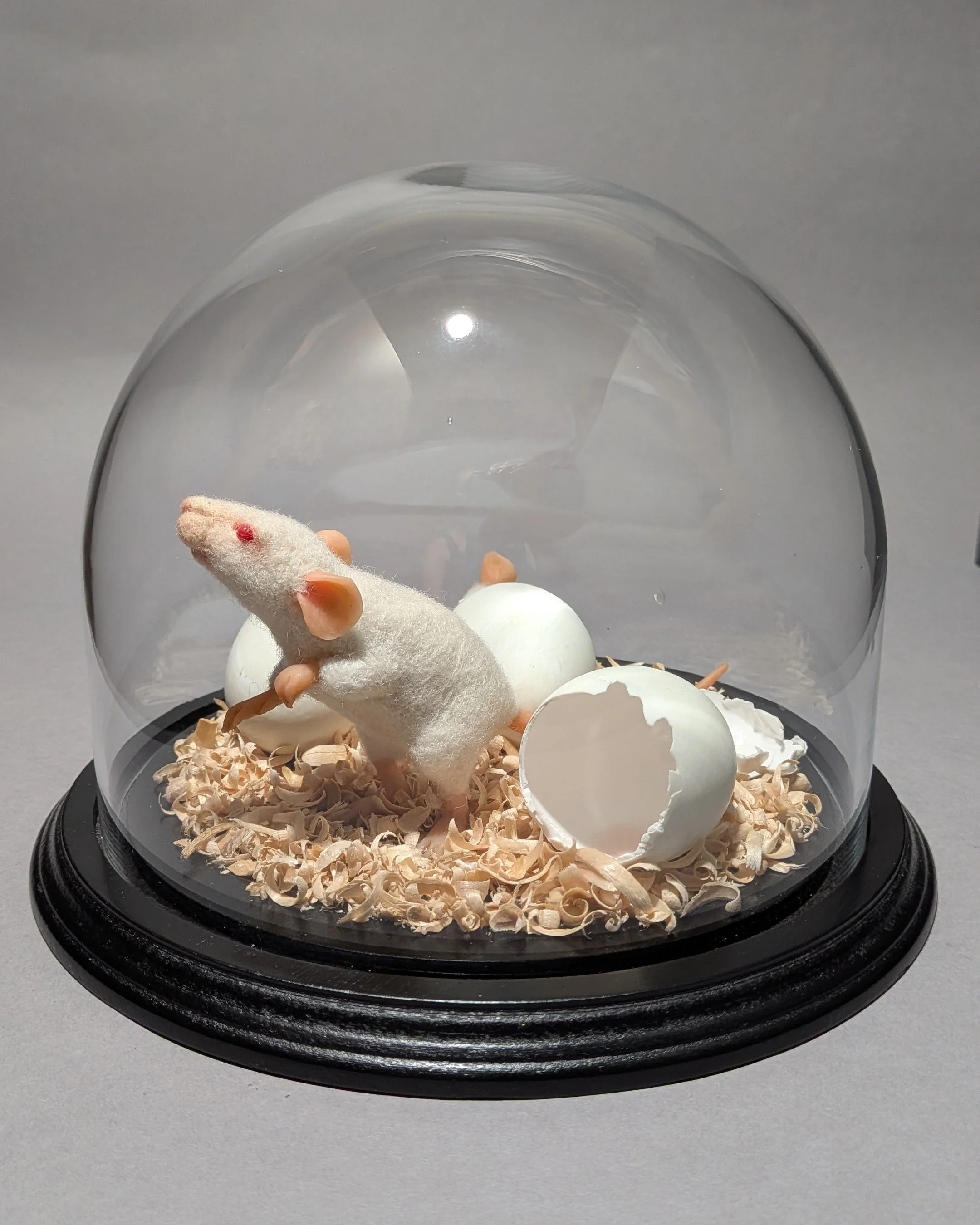    Biofresh , wool, eggshells, polymer clay, wood shavings, 8" x 9.5" x 9.5", 2026.  