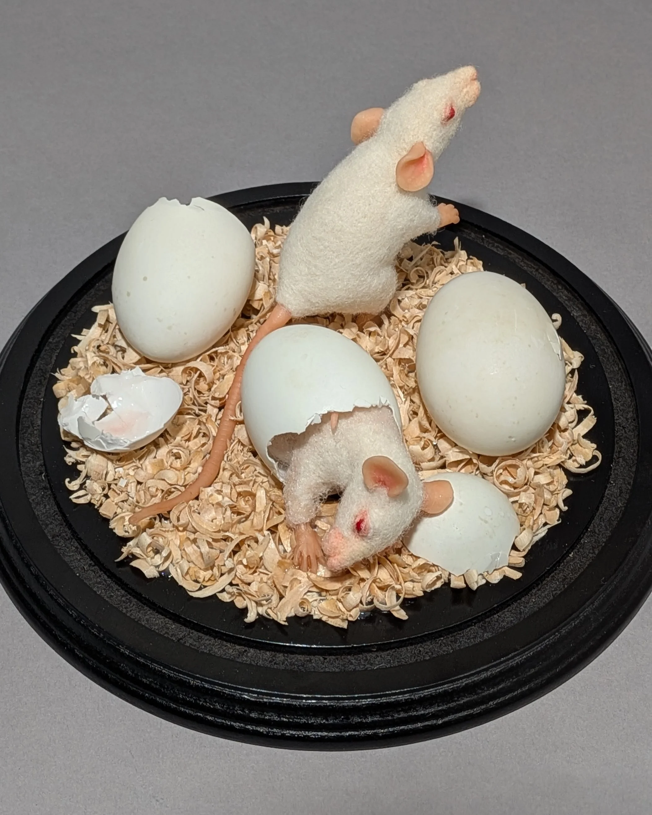    Biofresh , wool, eggshells, polymer clay, wood shavings, 8" x 9.5" x 9.5", 2026.  