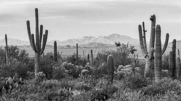 Nature's Cactus Garden.jpg