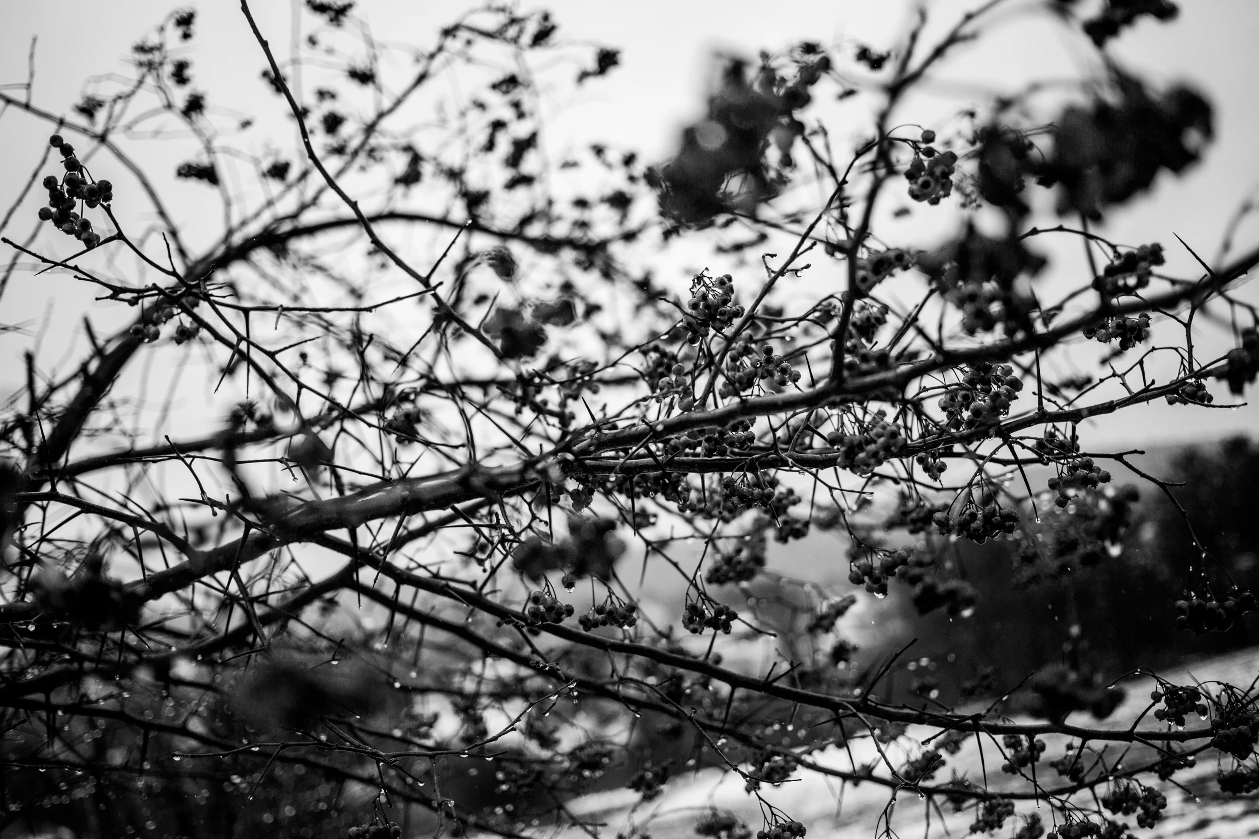 death_squarspace3 (1 of 13).jpg