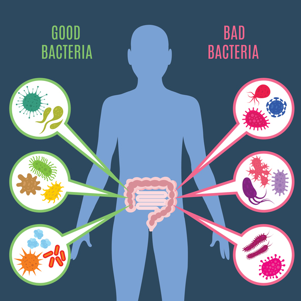 gut flora.jpg