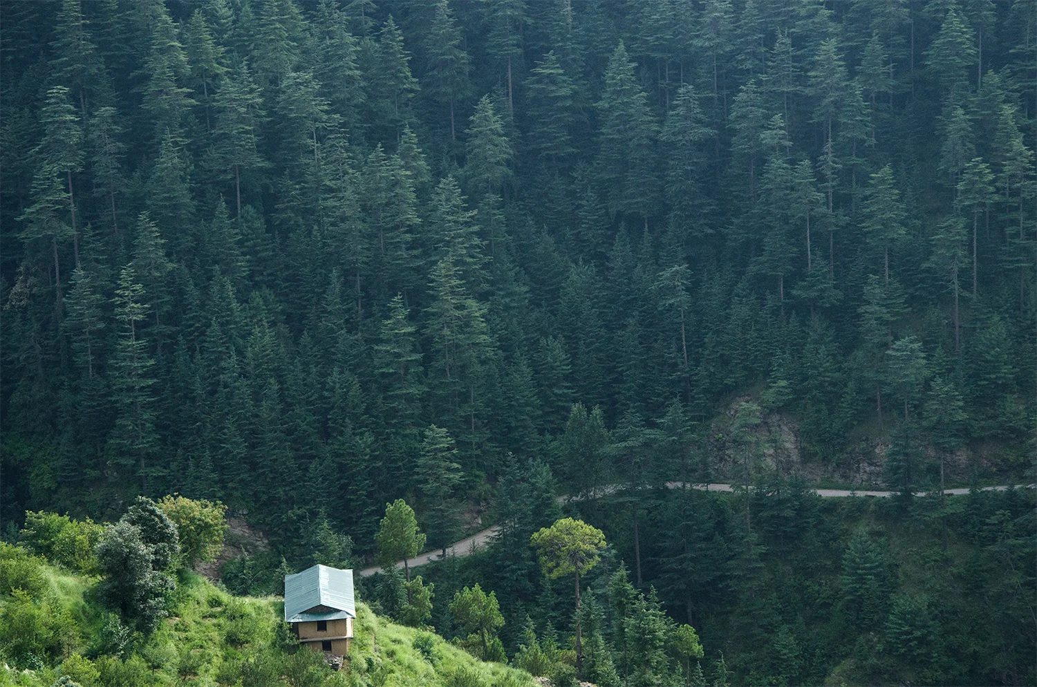 A walk through deep forests.