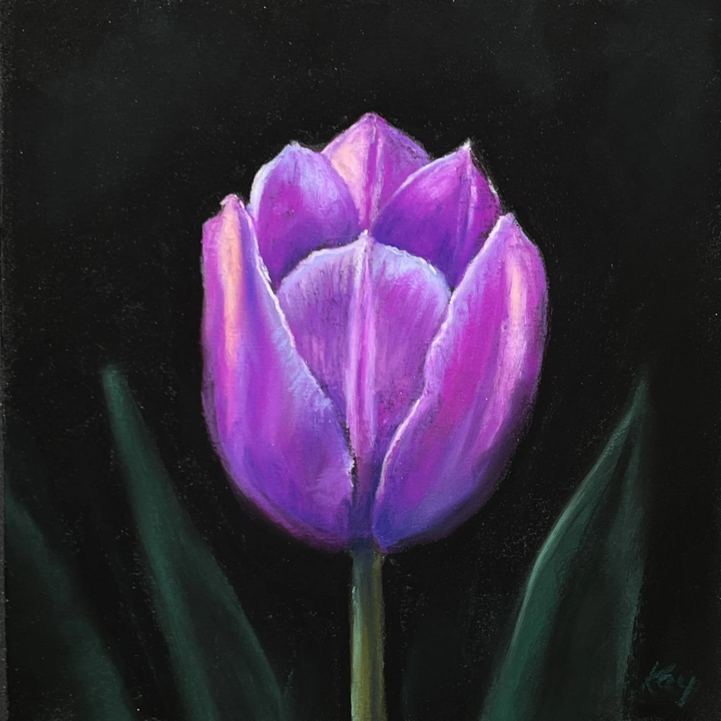 Tulipa