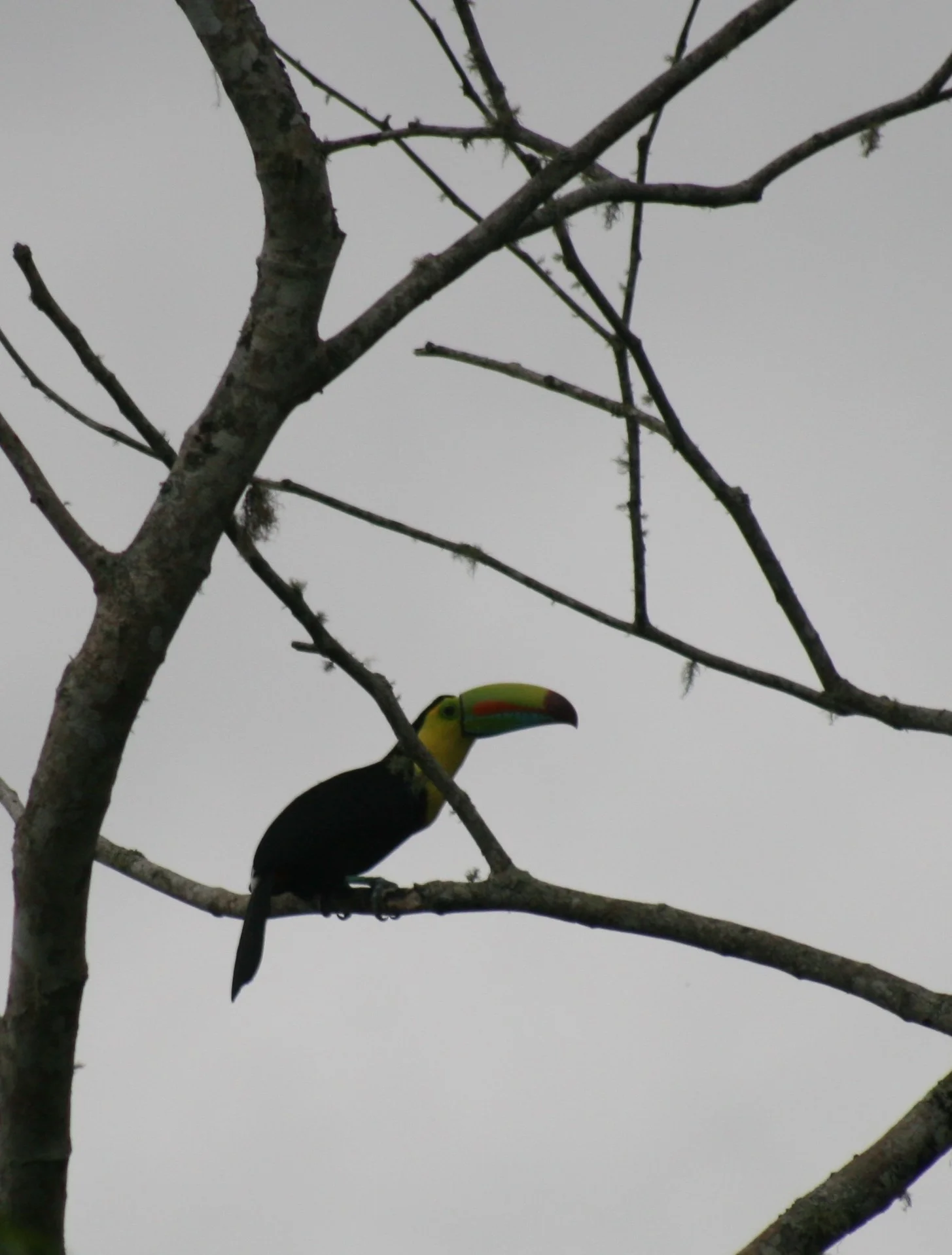 Tico the Toucan
