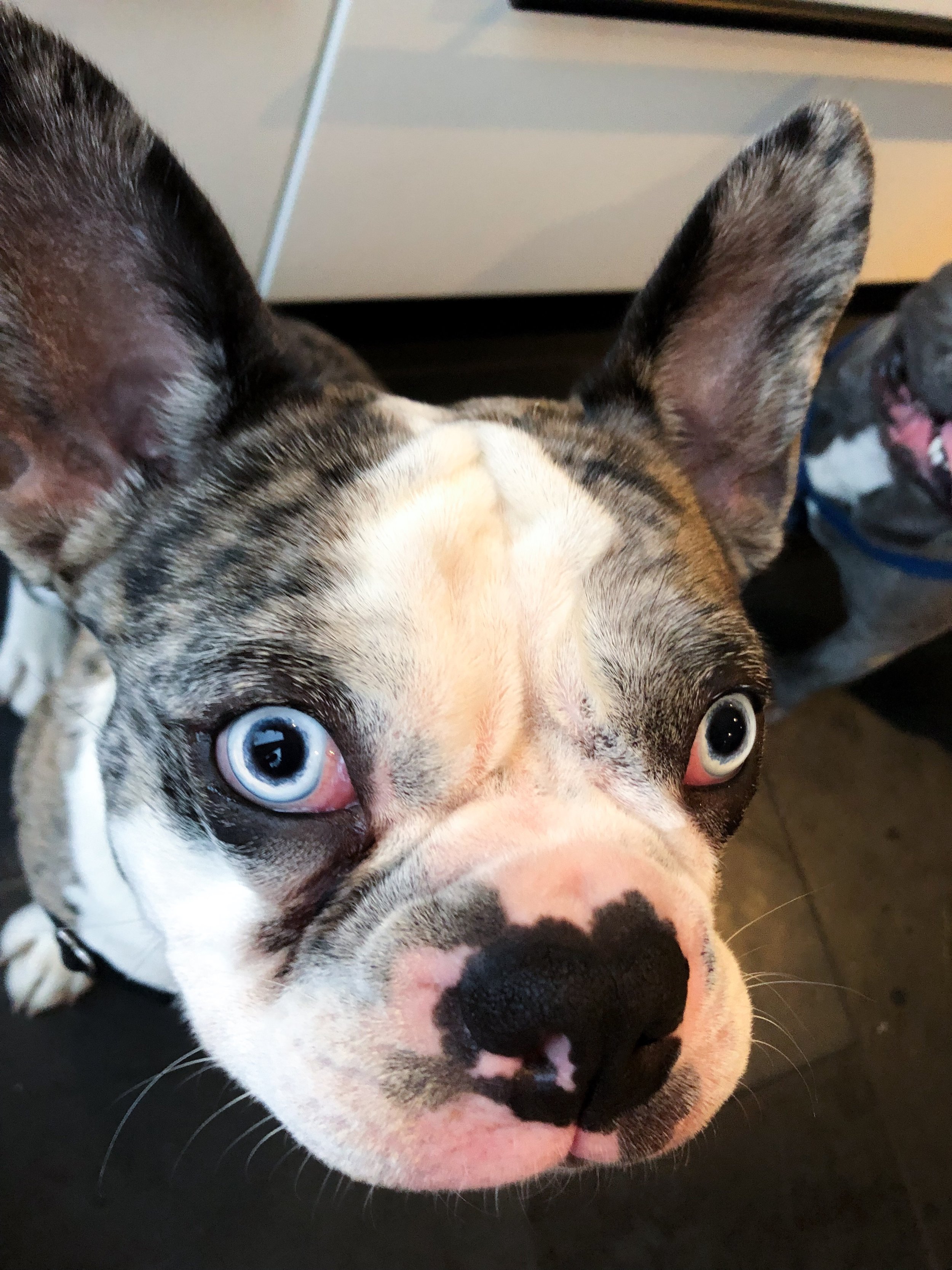 Furry friends: Don’t work around your vet’s schedule! 