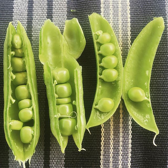 Fresh from the garden #yummy #gardener #winnipeg #summer