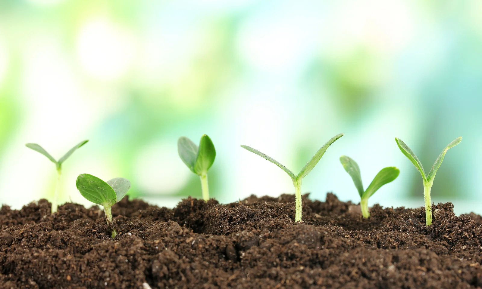 bigstock-Green-seedling-growing-from-so-45185245.jpg