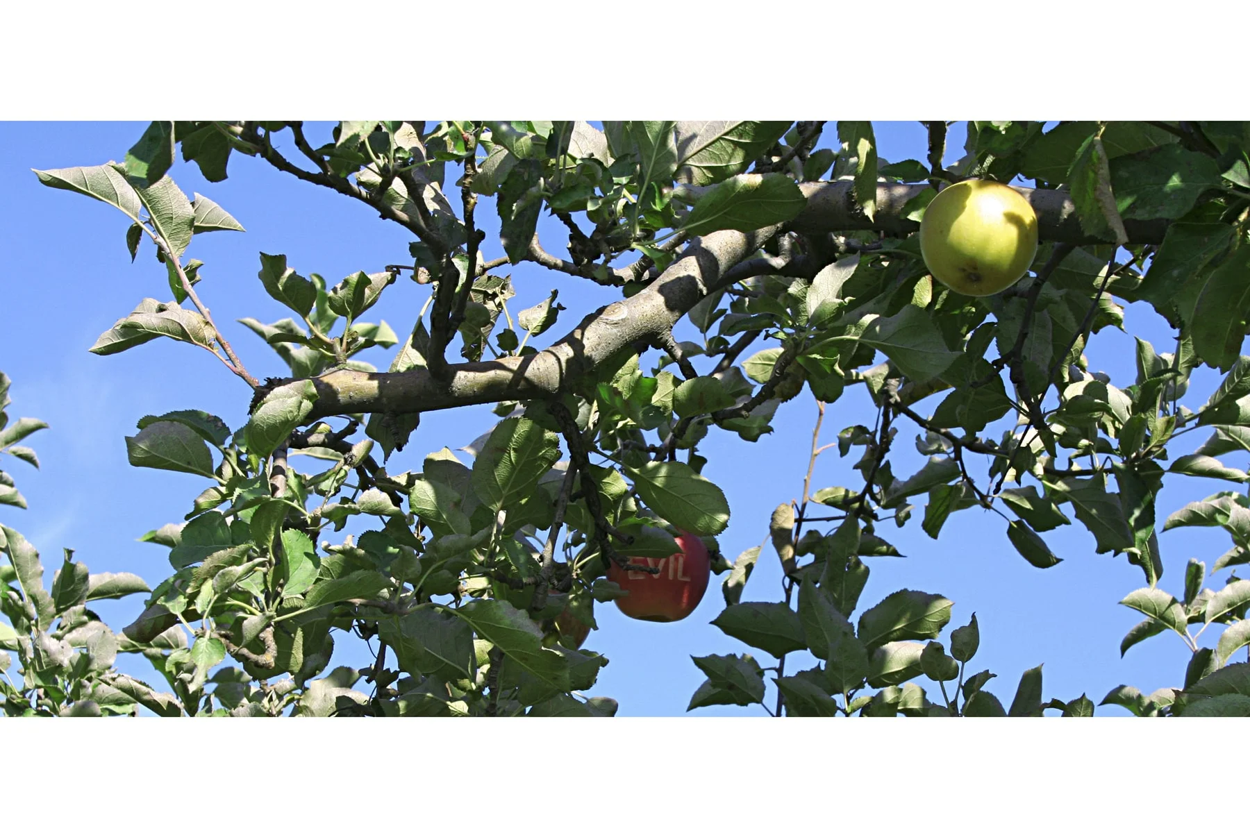 Orchard