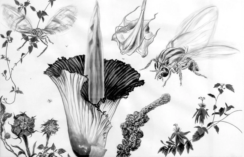 Amorphopallus Titanium