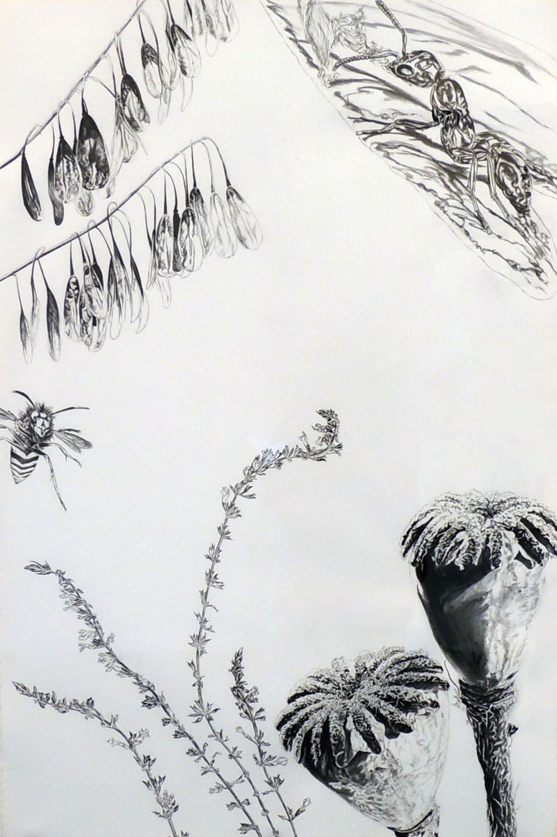 Bee, Ant, Seed Pods