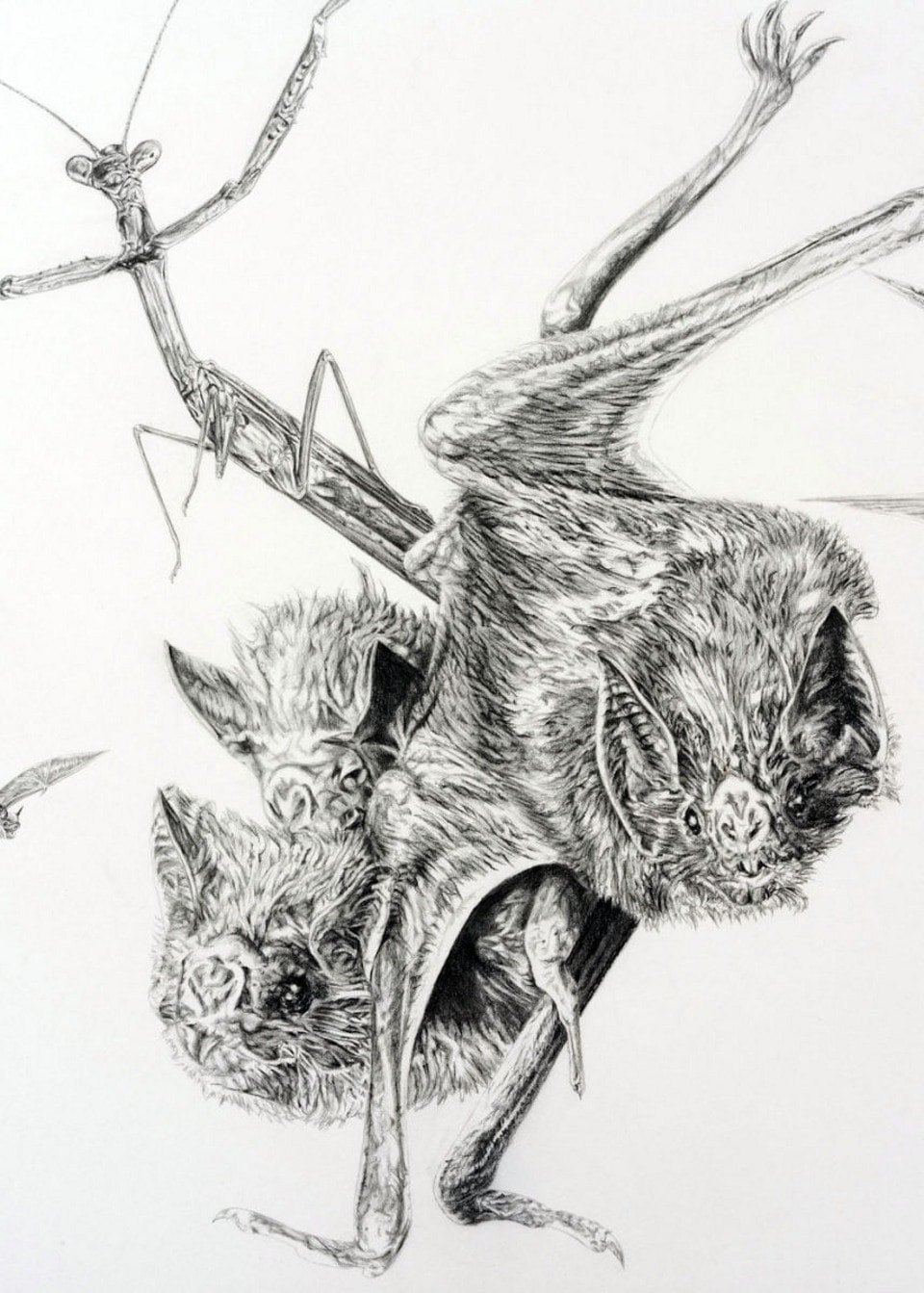 Pad Owl Bats Mantis