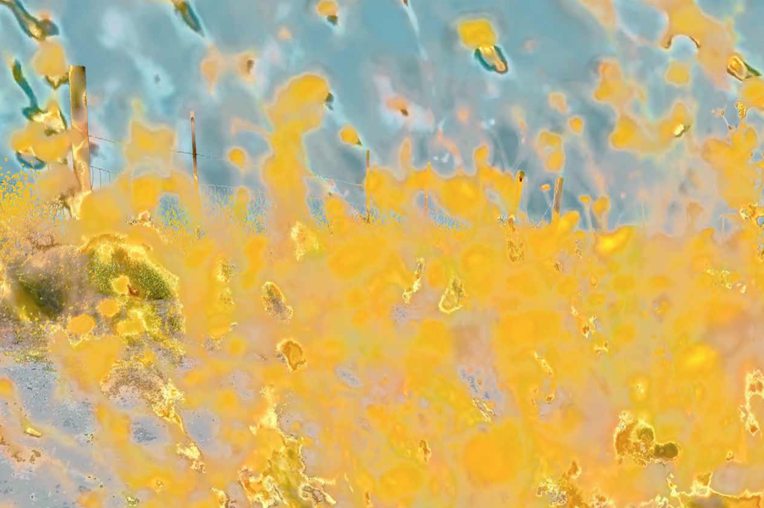 Yellows, Cowell Ranch