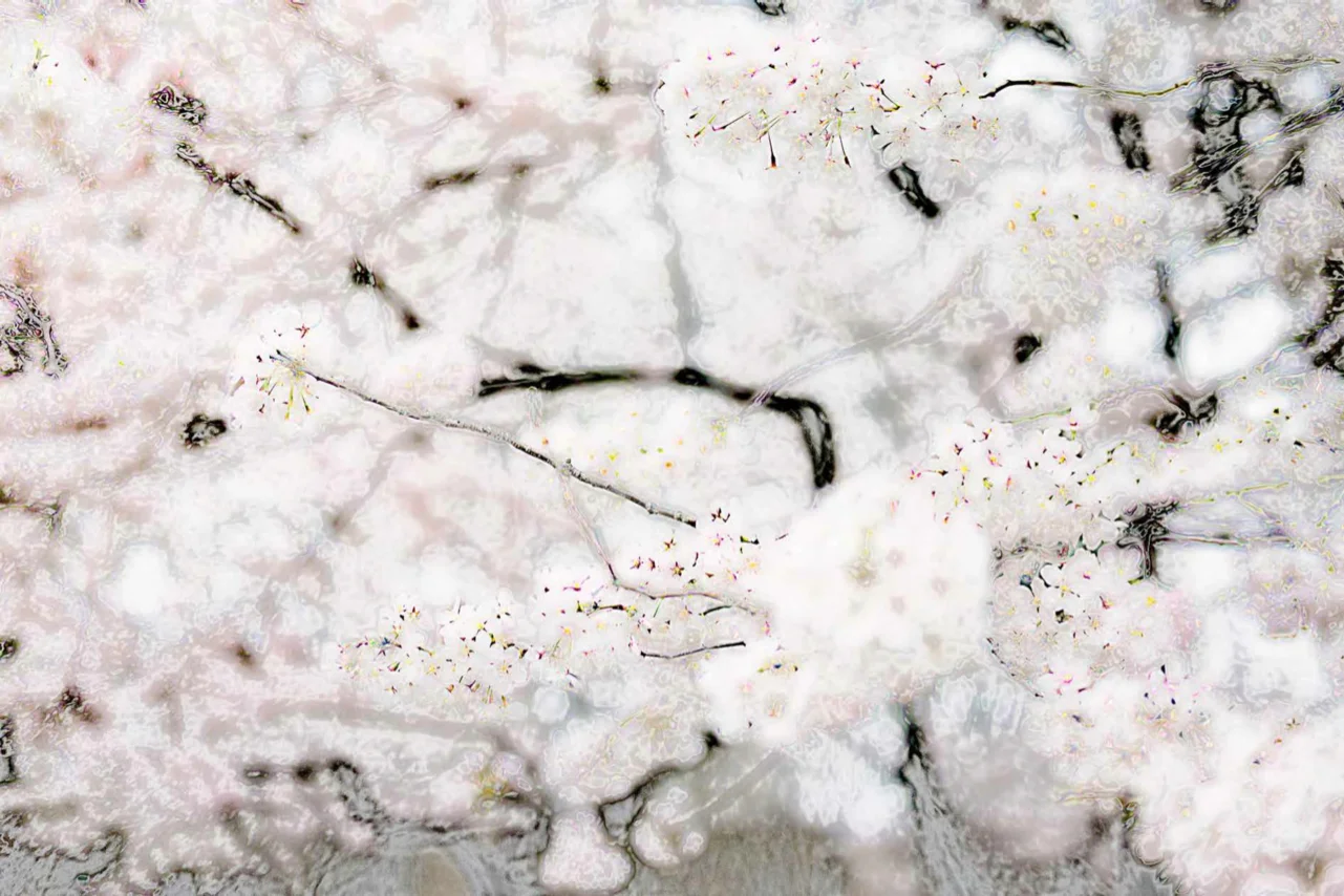 Cherry Blossom Gesture