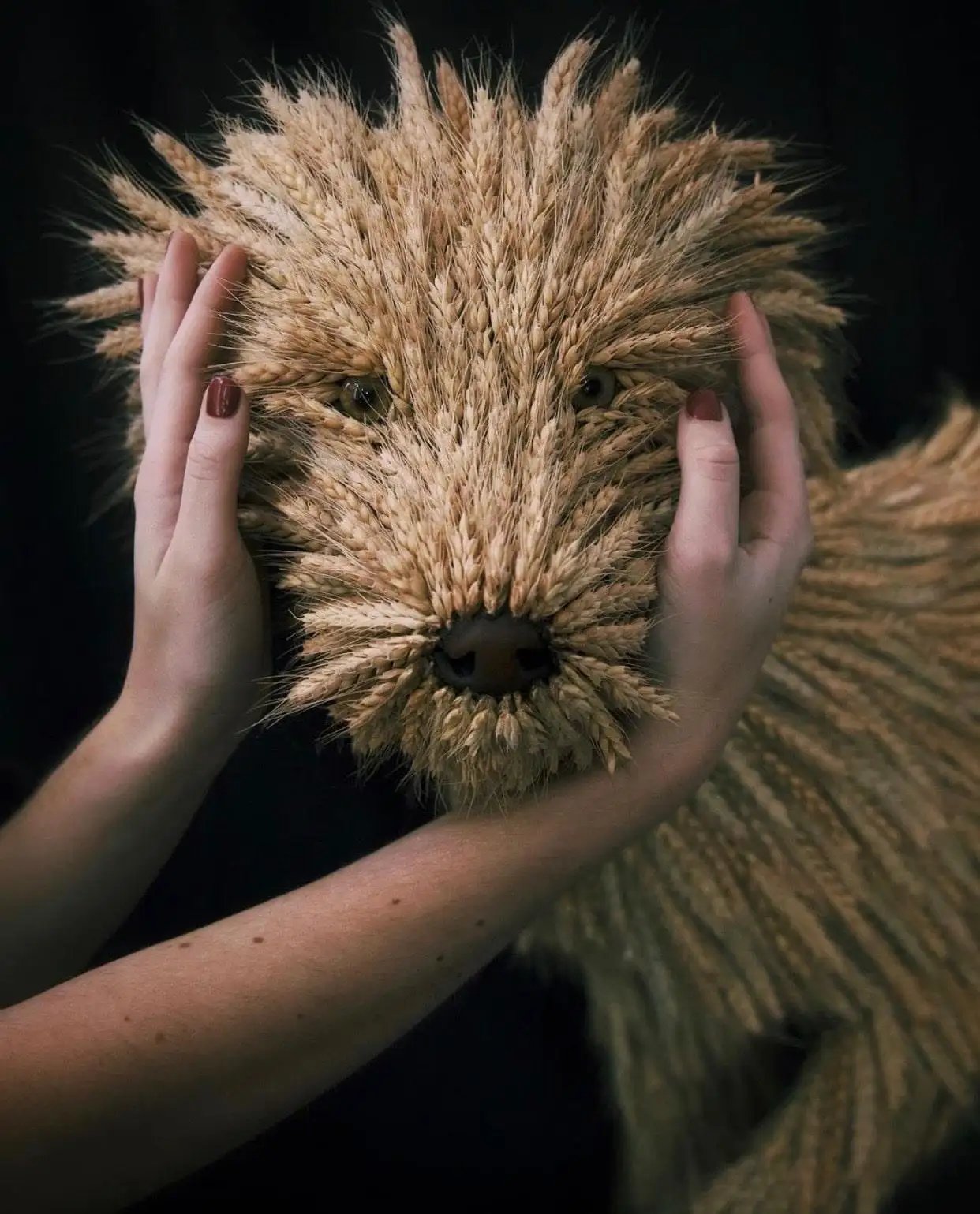 Wheat Dog , photograph, acrylic mount frame, edition of 10, 45" x 30"
