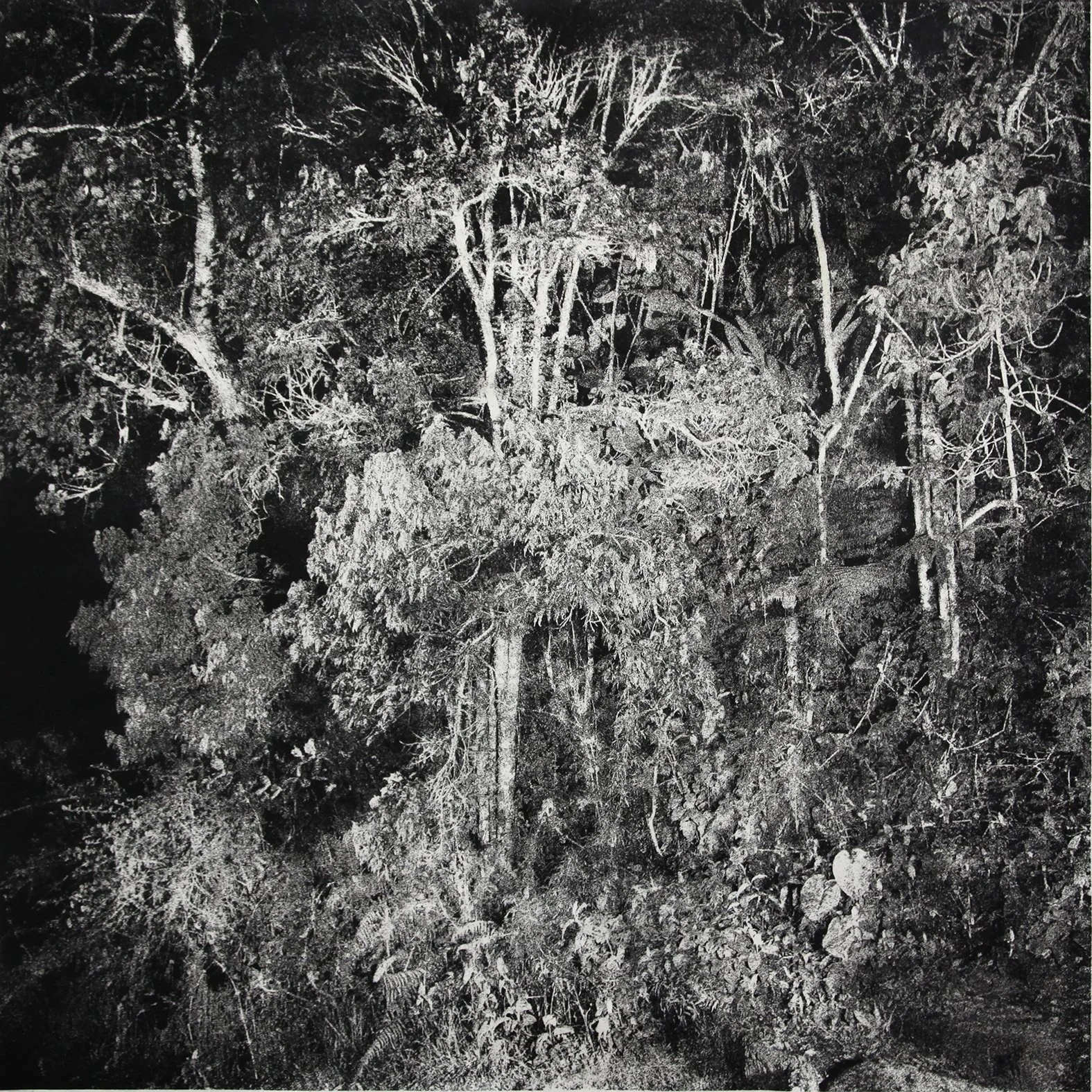 6. white garden I low.jpg