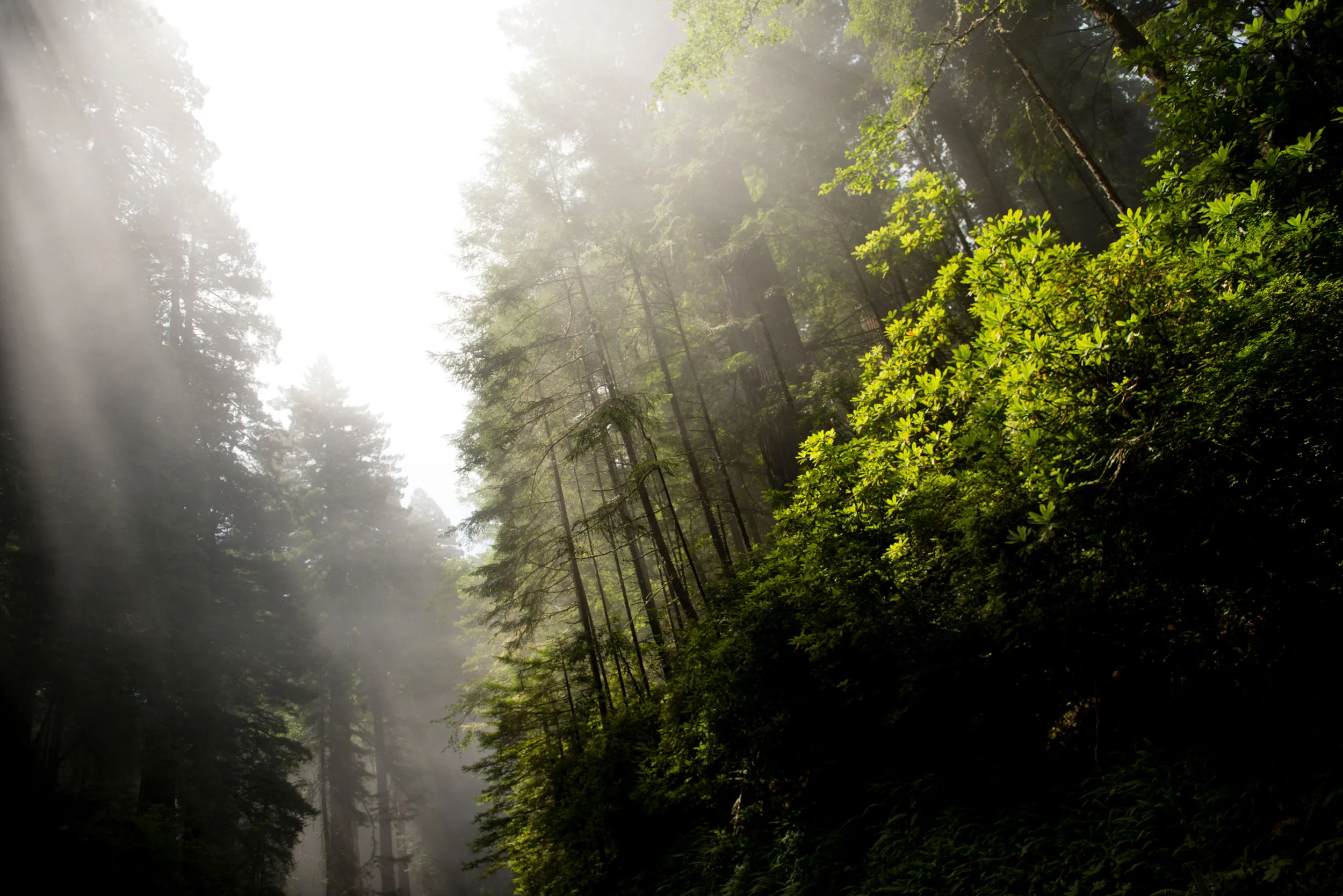  Avenue Of The Giants, Calif. 