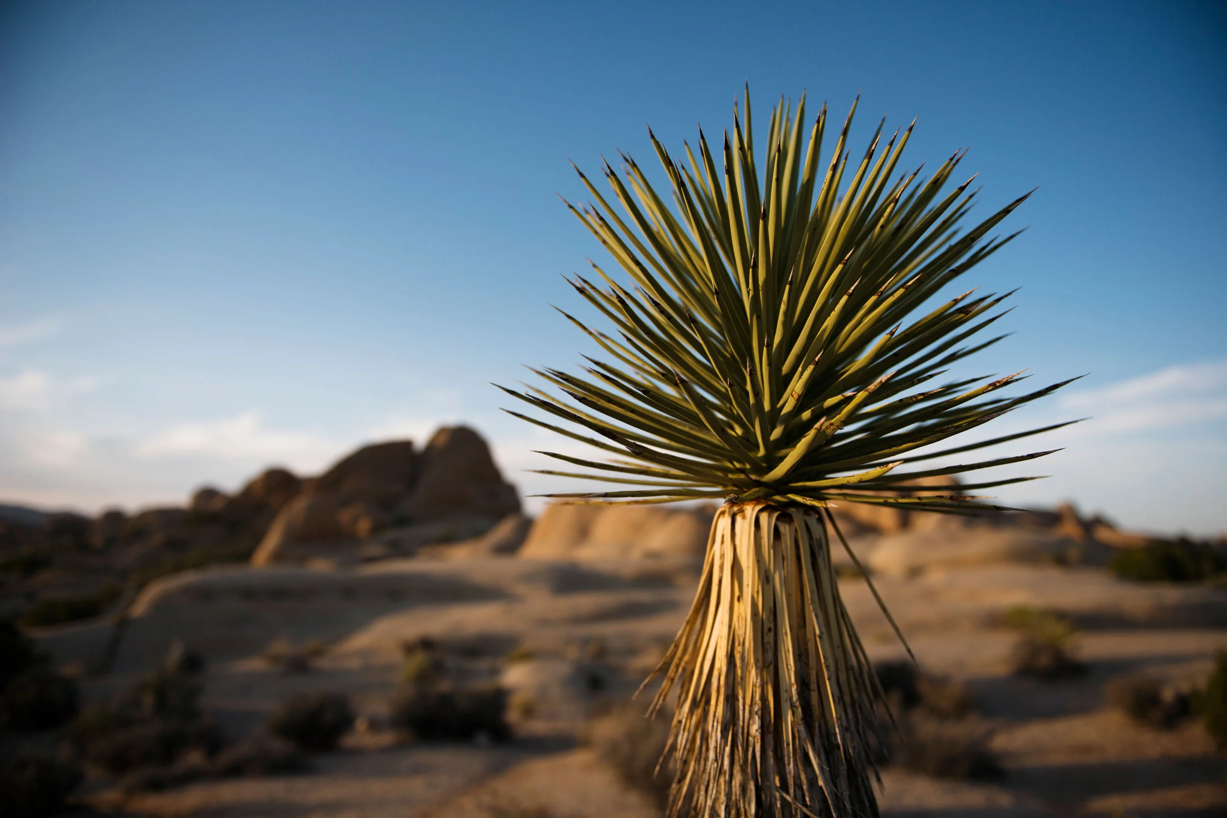  Joshua Tree National Park, Calif. 