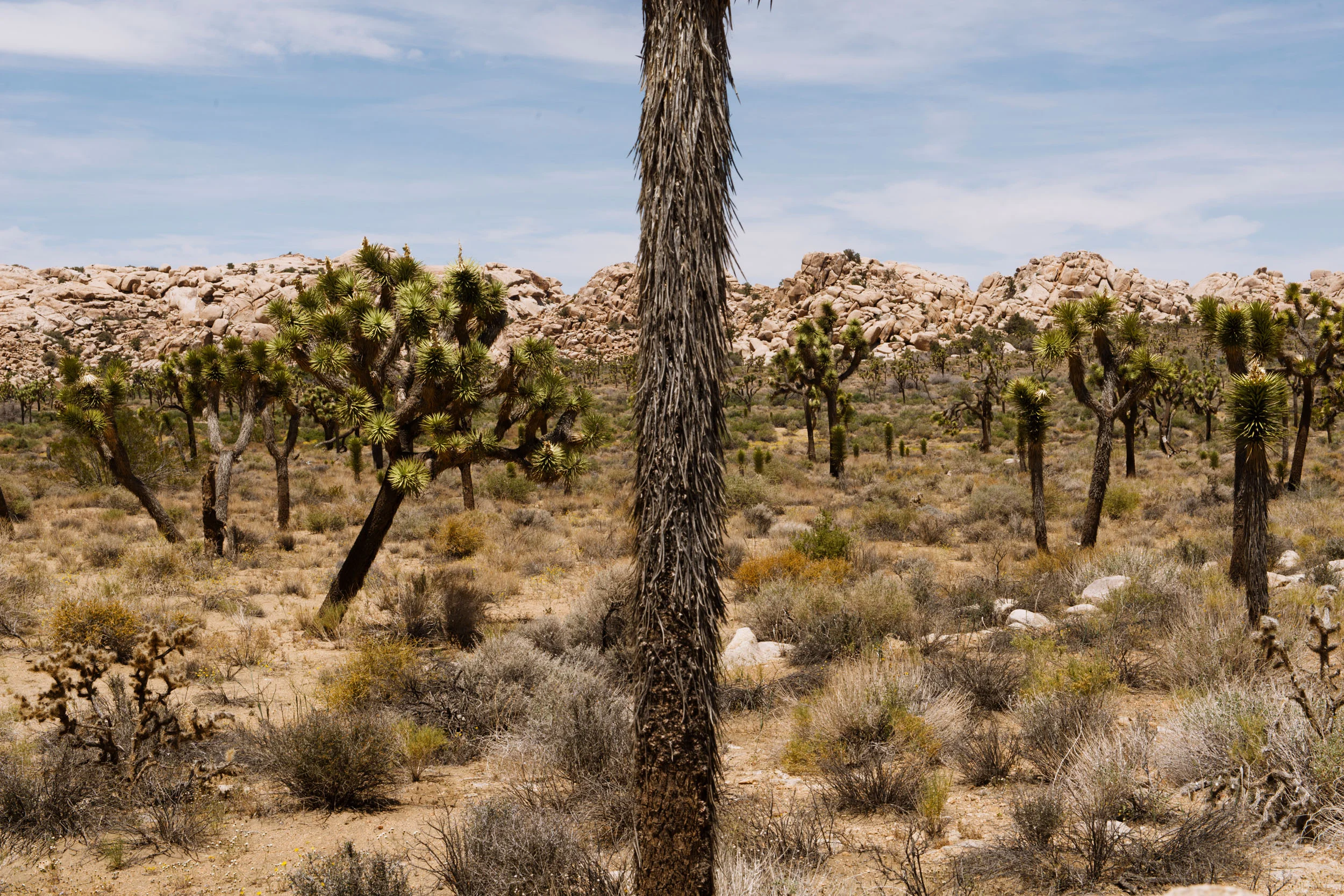  Joshua Tree National Park, Calif. 