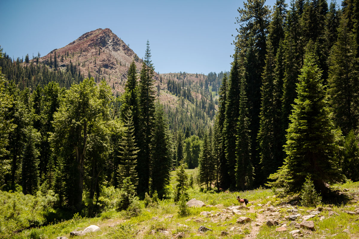 Taco The Trail Dog showing the way through the Trinity Alps Wilderness, California.