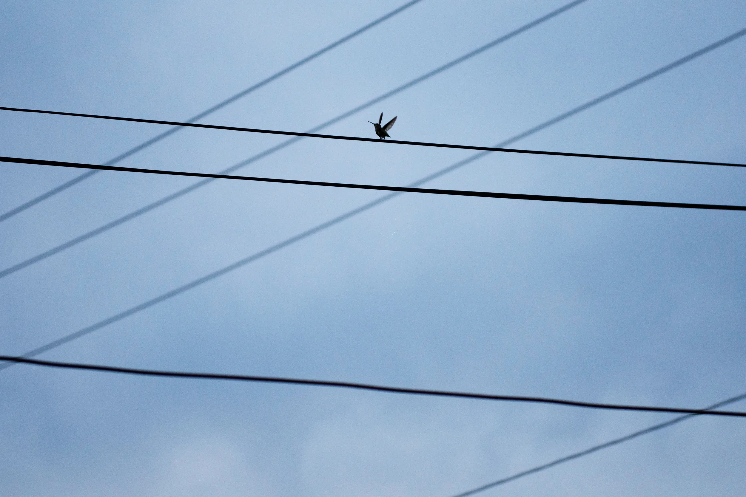 Humming bird on a wire.