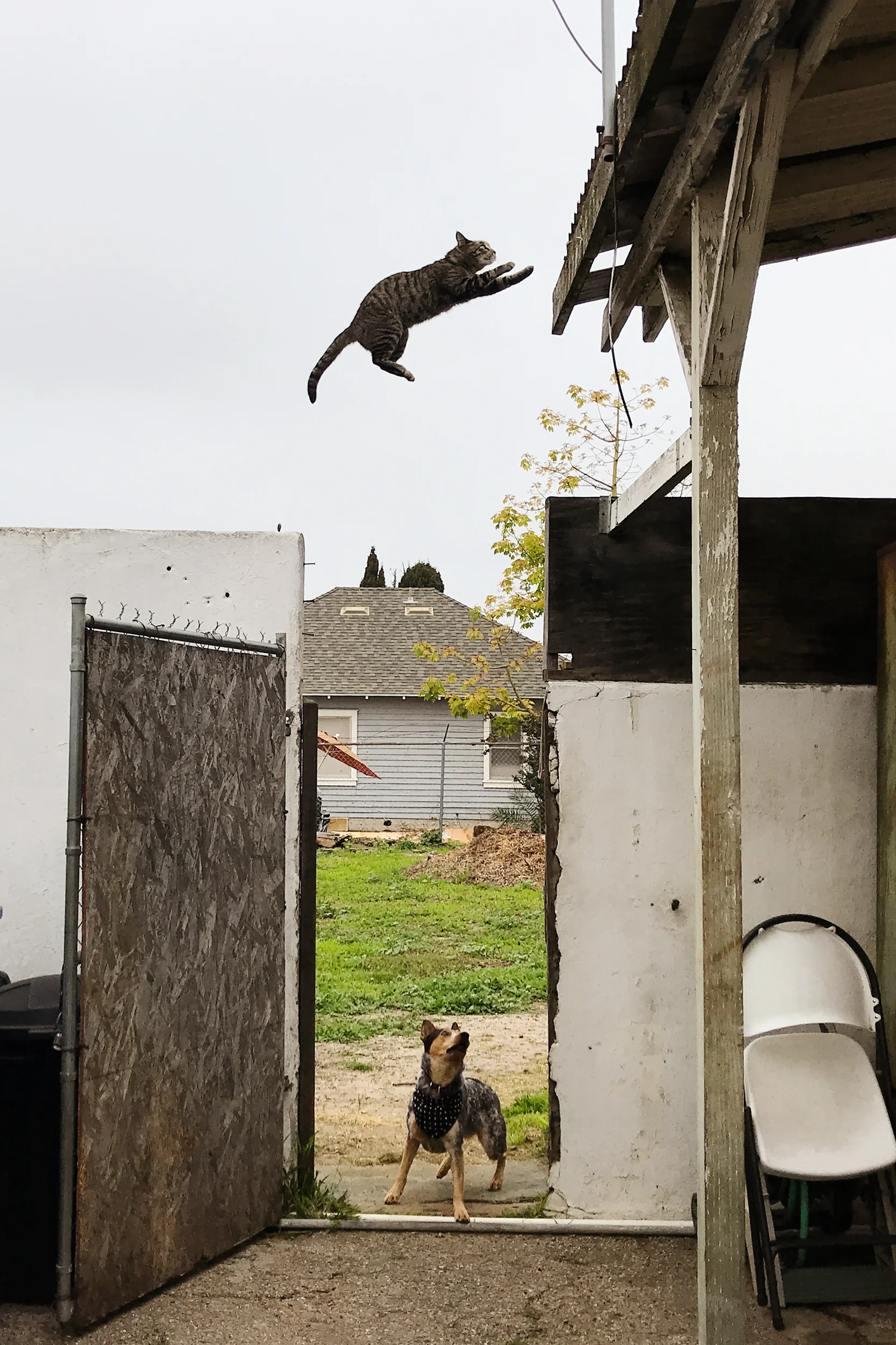 Atticus Catticus leaps to the roof over Kira.