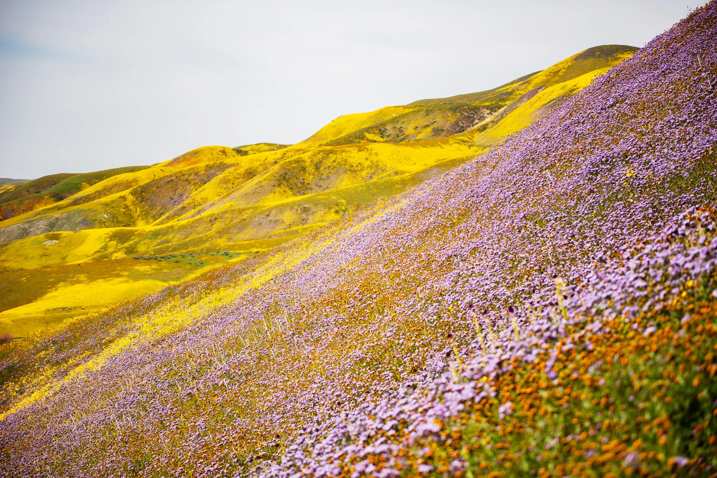  Carrizo Plain, California 