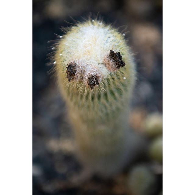 Now you’ve seen a #cactus that looks like a happy #sloth.
