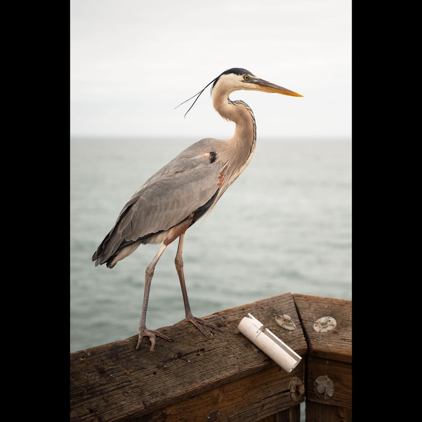 A #GreatBlueHeron searching for scraps at the #venturapier.