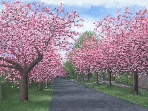CHERRY BLOSSOM | THE HELENSBURGH THREE