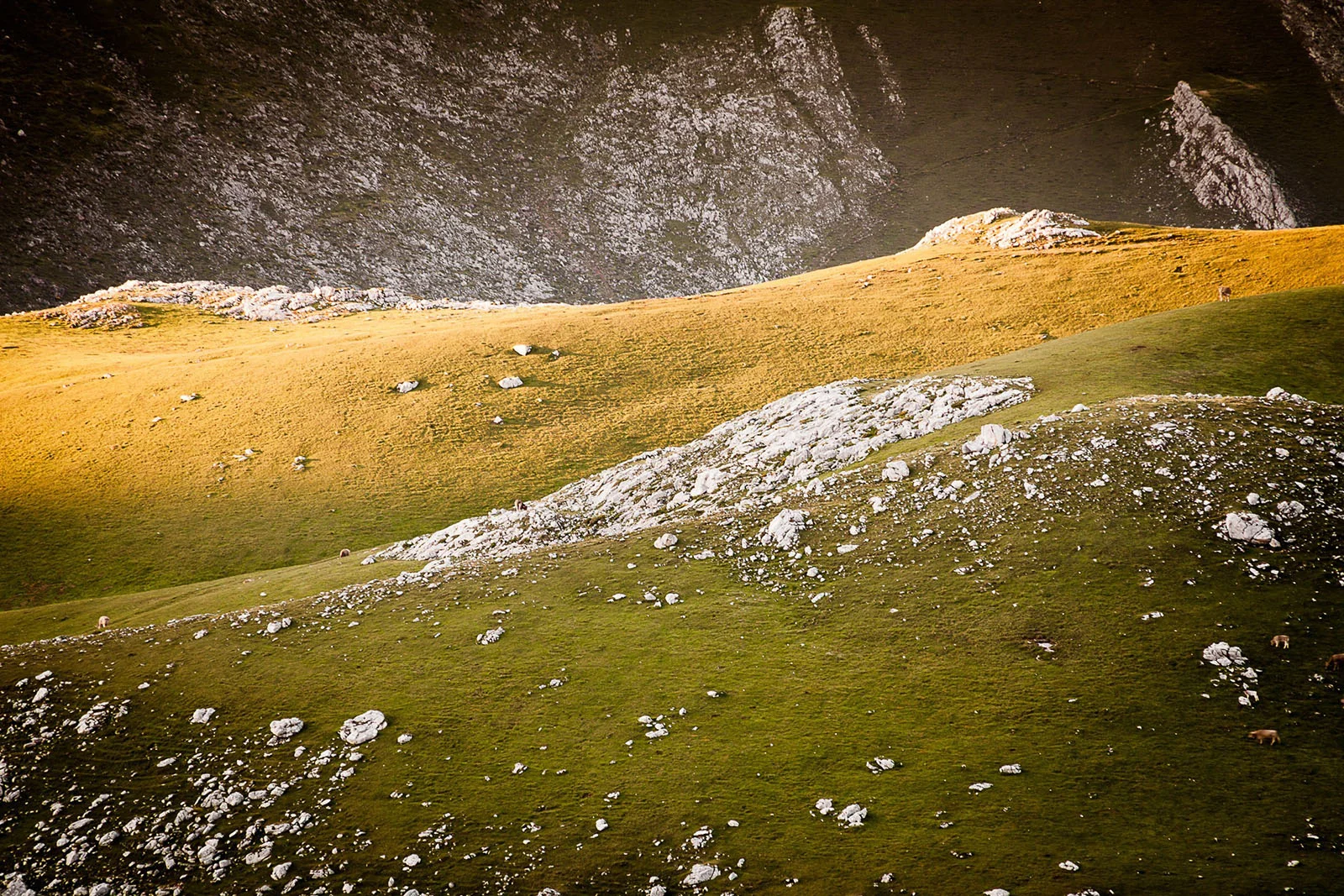 20140613-3349_picos.jpg