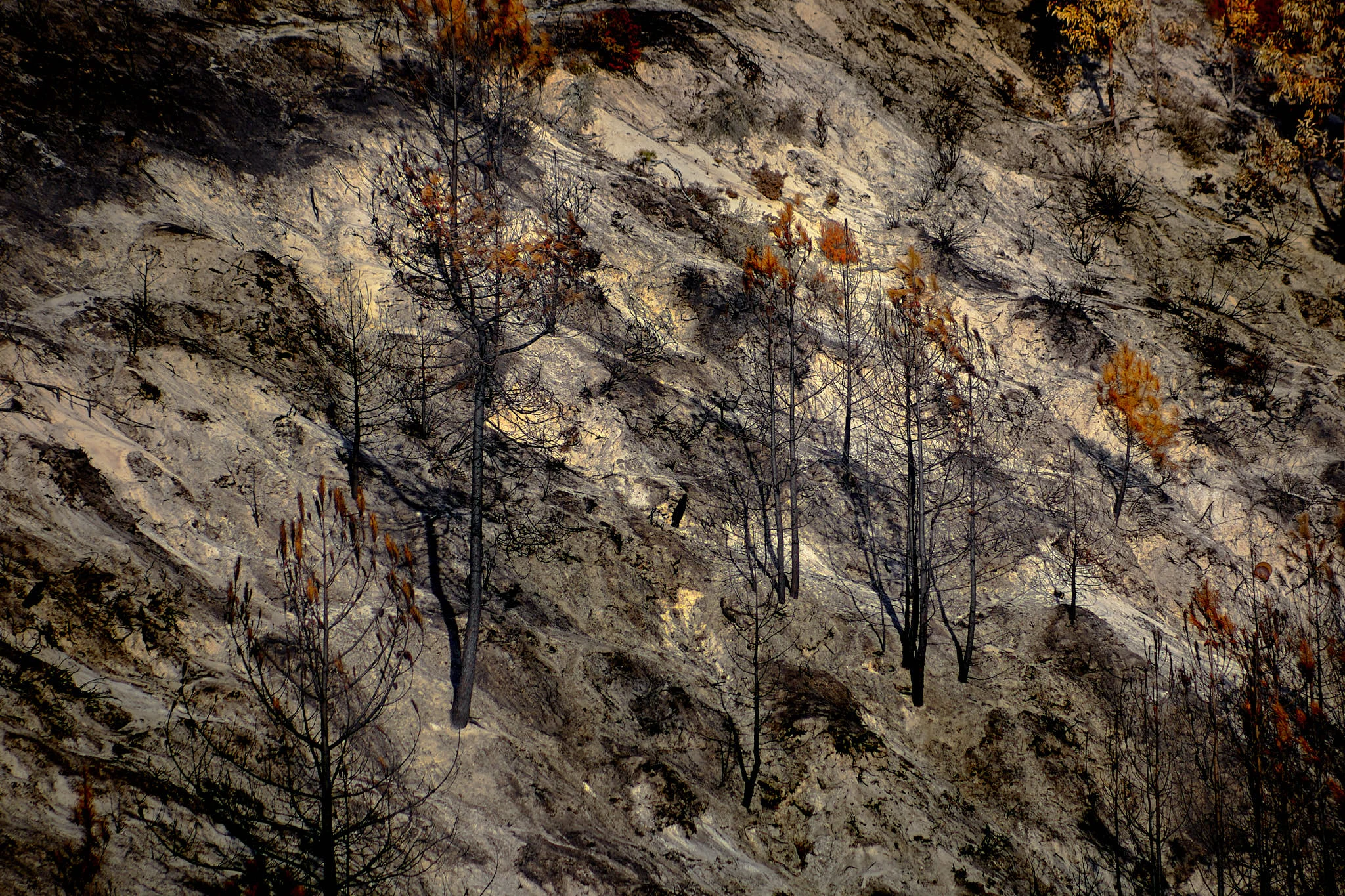 20171022-9496_incendio_pinhal_leiria.jpg