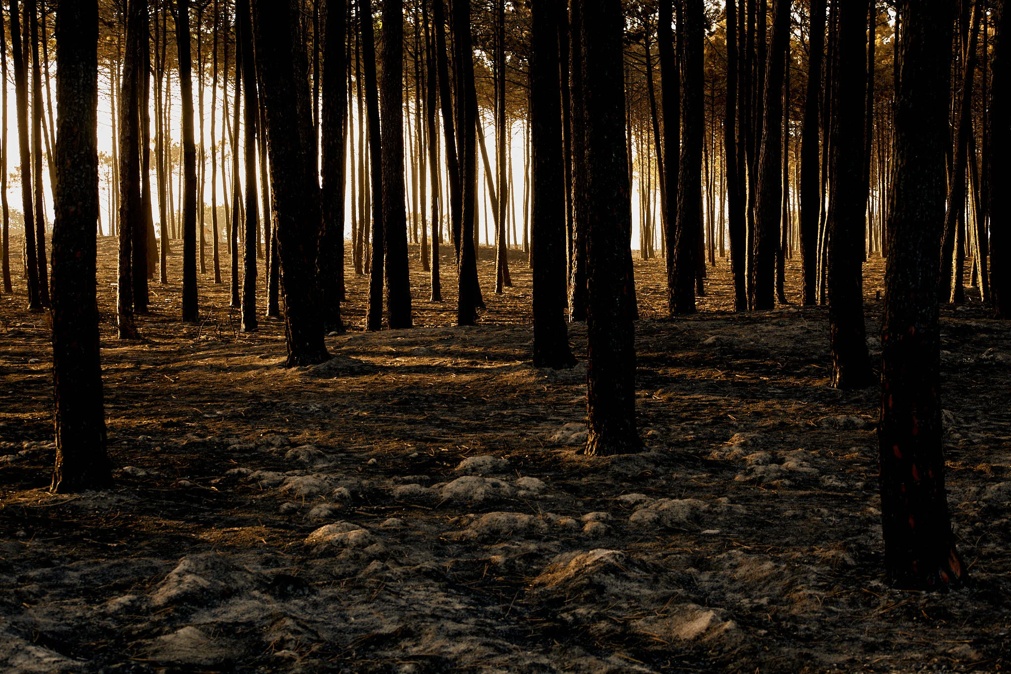 20171022-9567_incendio_pinhal_leiria.jpg
