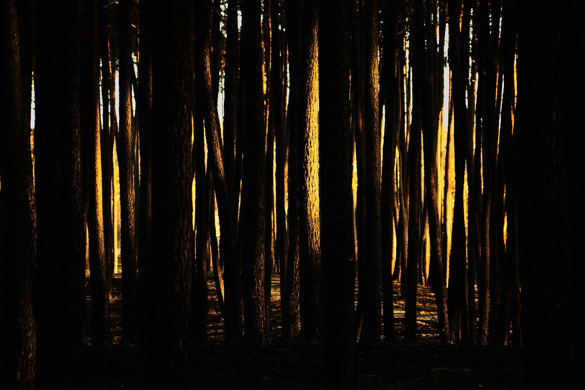 20171022-9575_incendio_pinhal_leiria.jpg