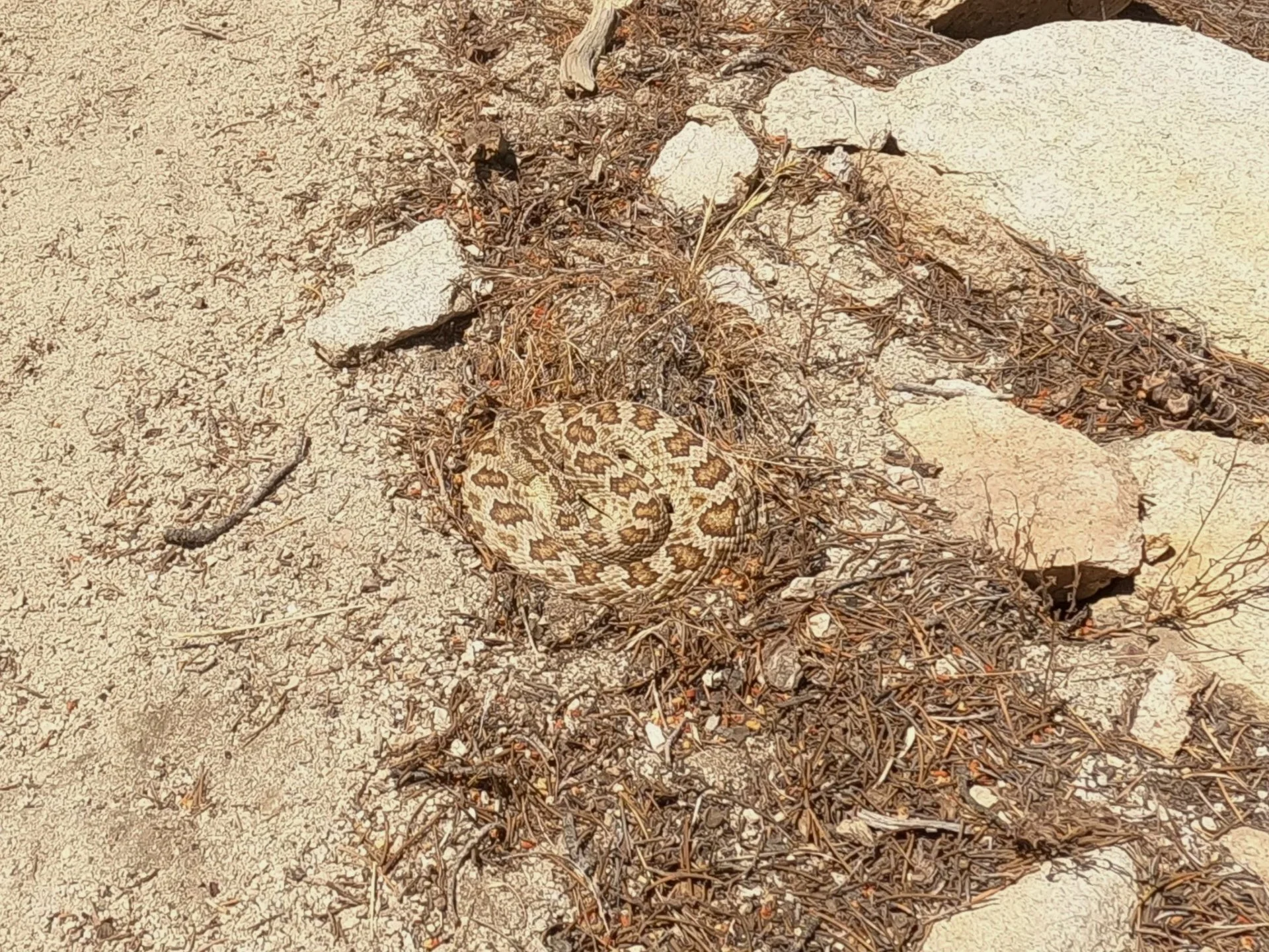 Day 43: Kitty Litter Climbing