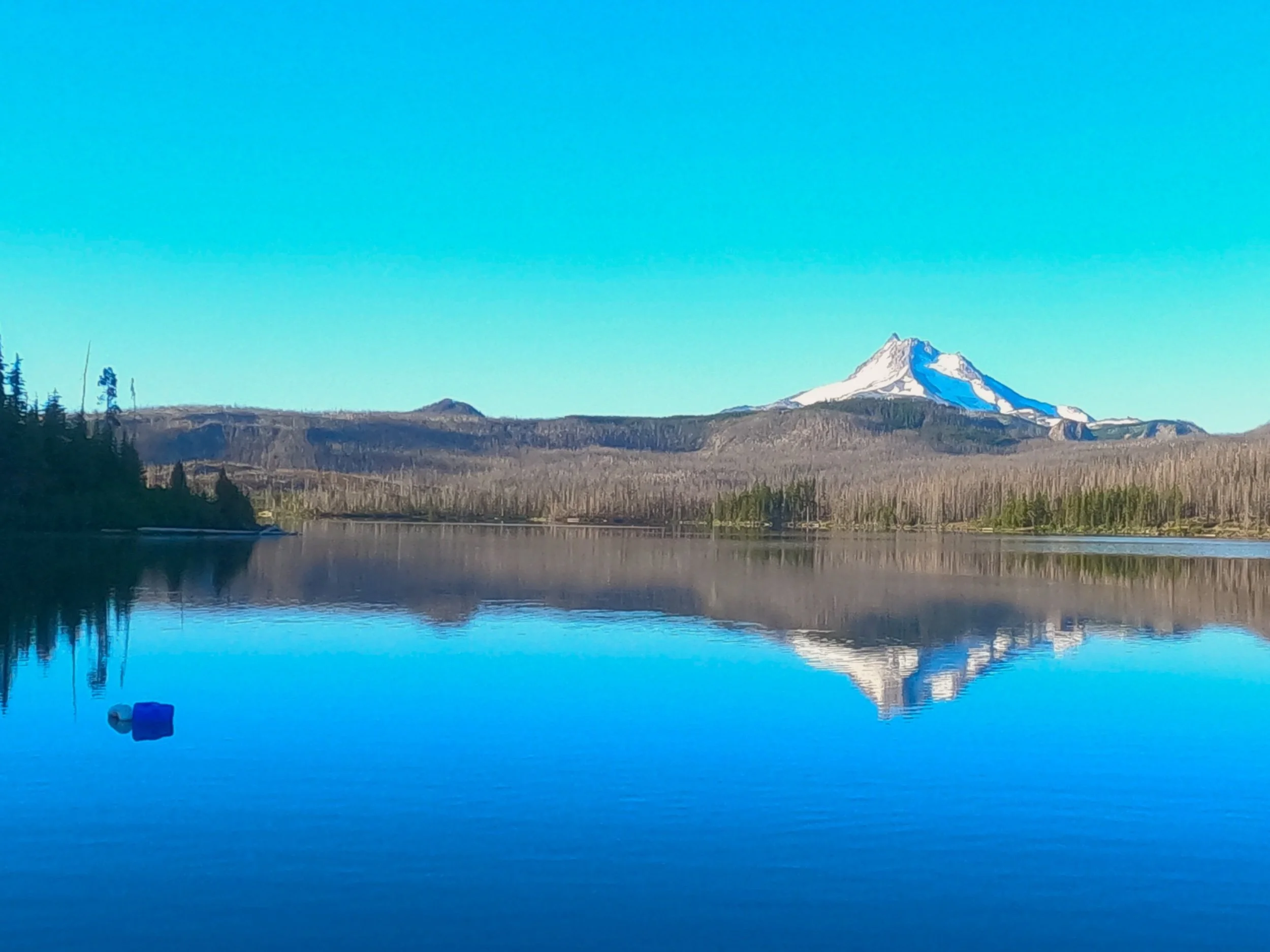 Day 63: Bugs from Hell