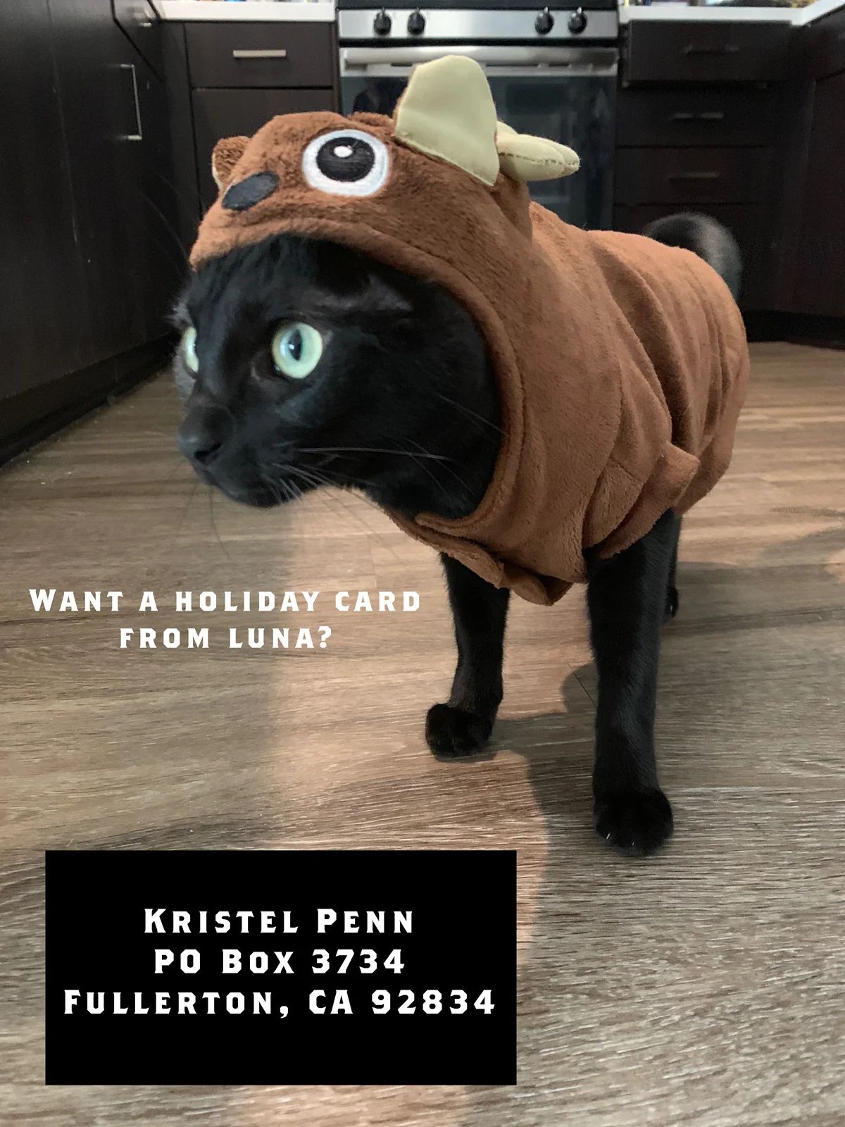 Luna-Xmas.jpg