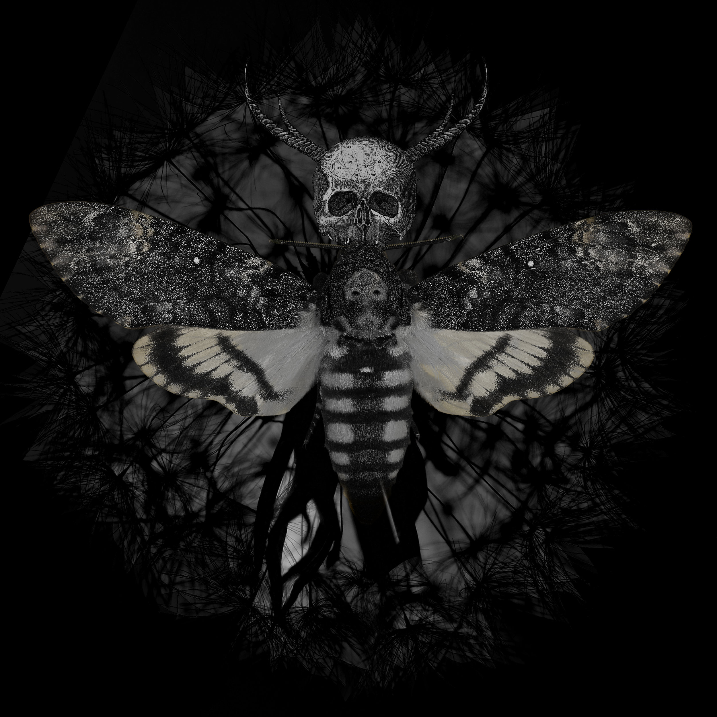 deaths head.jpg