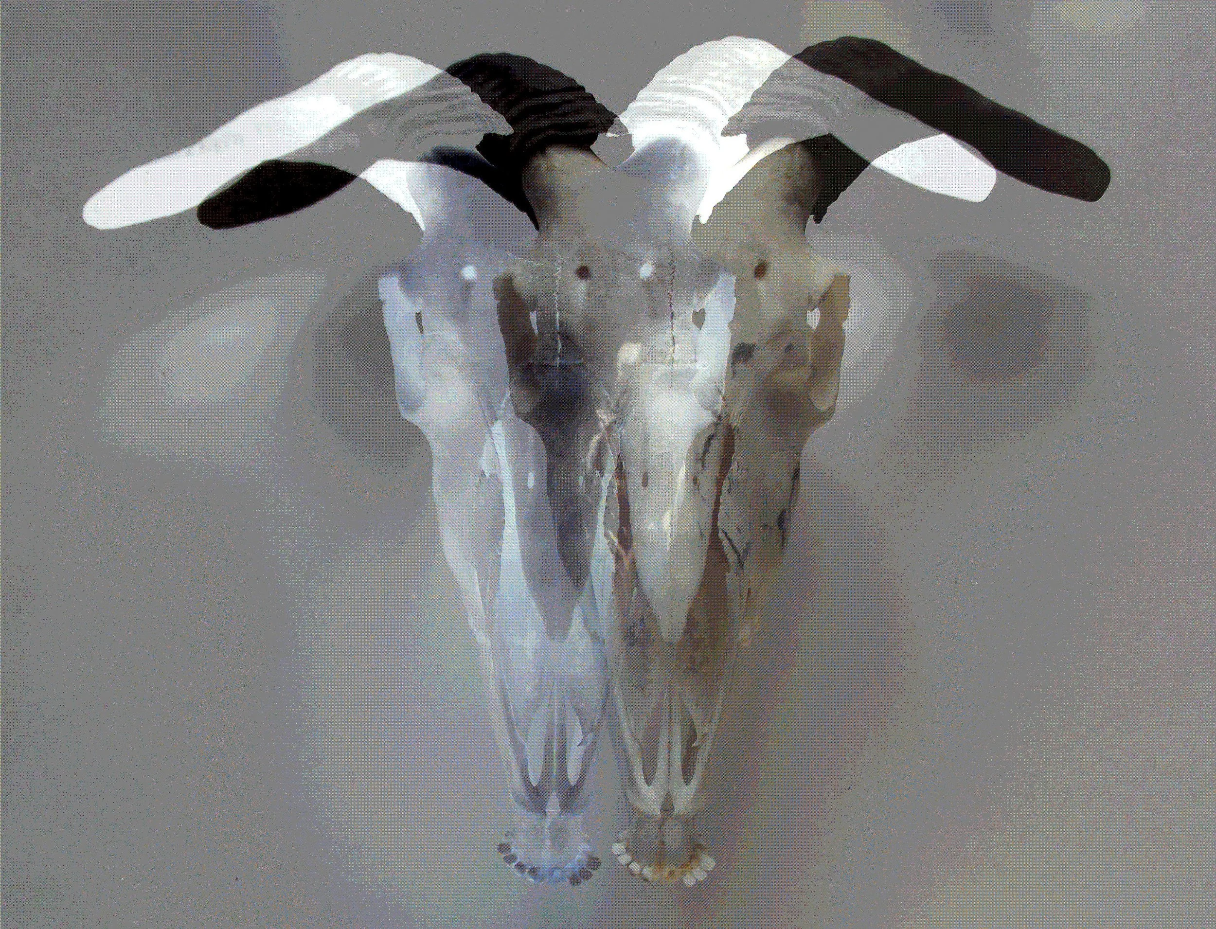 Pagan_Alter_Goat_Skull.jpg
