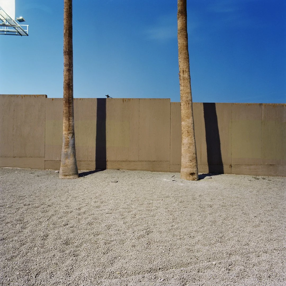 Palm Trees Vegas 2.JPG