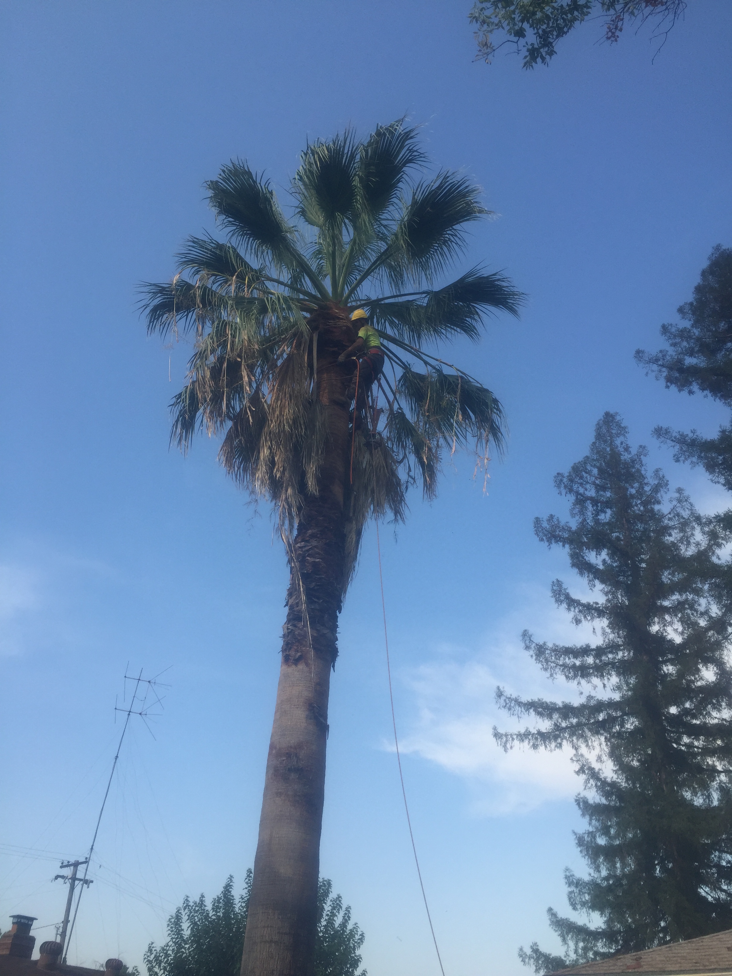 Palm Tree Removal (during) 