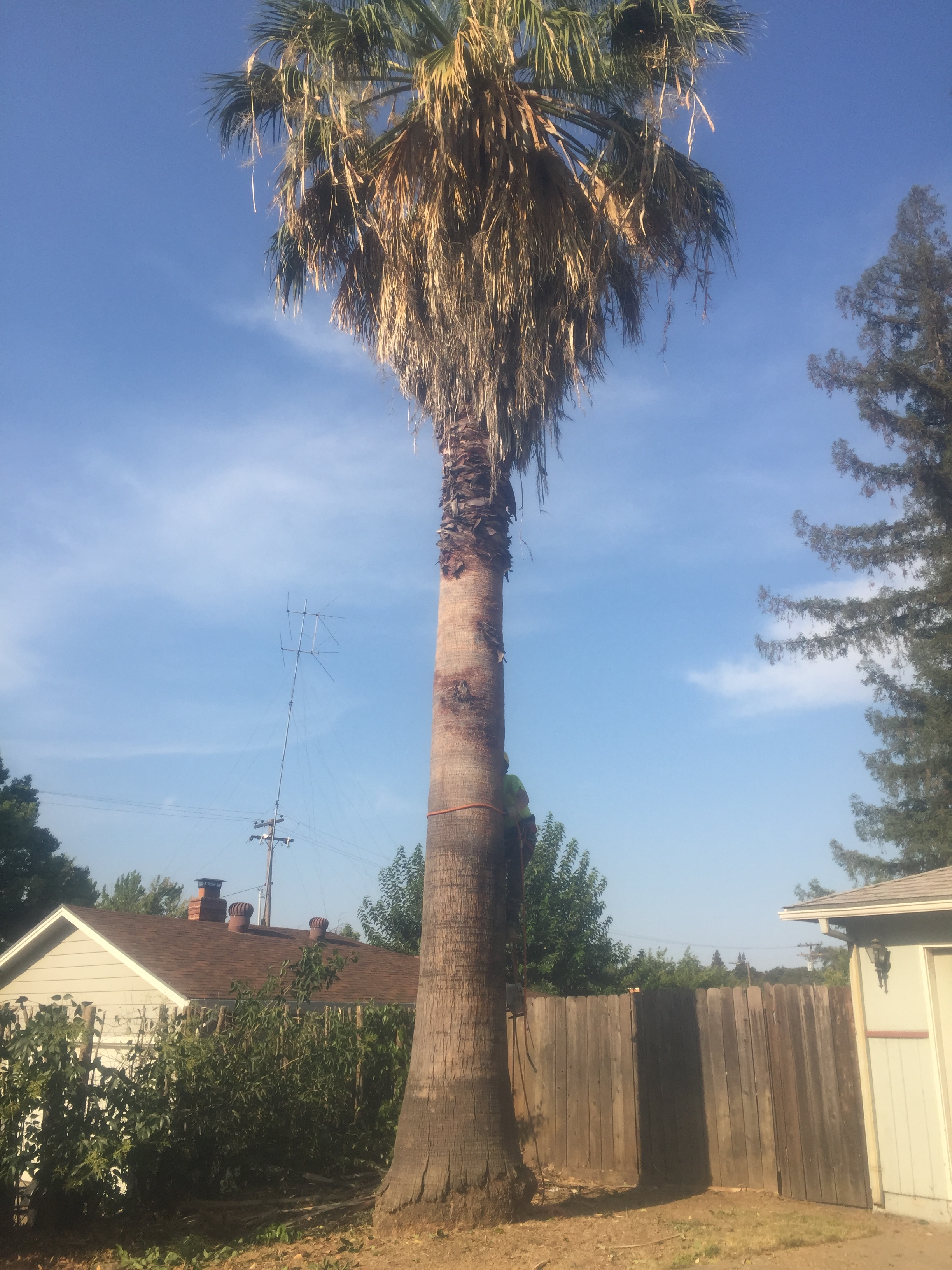 Palm Tree Removal (before) 