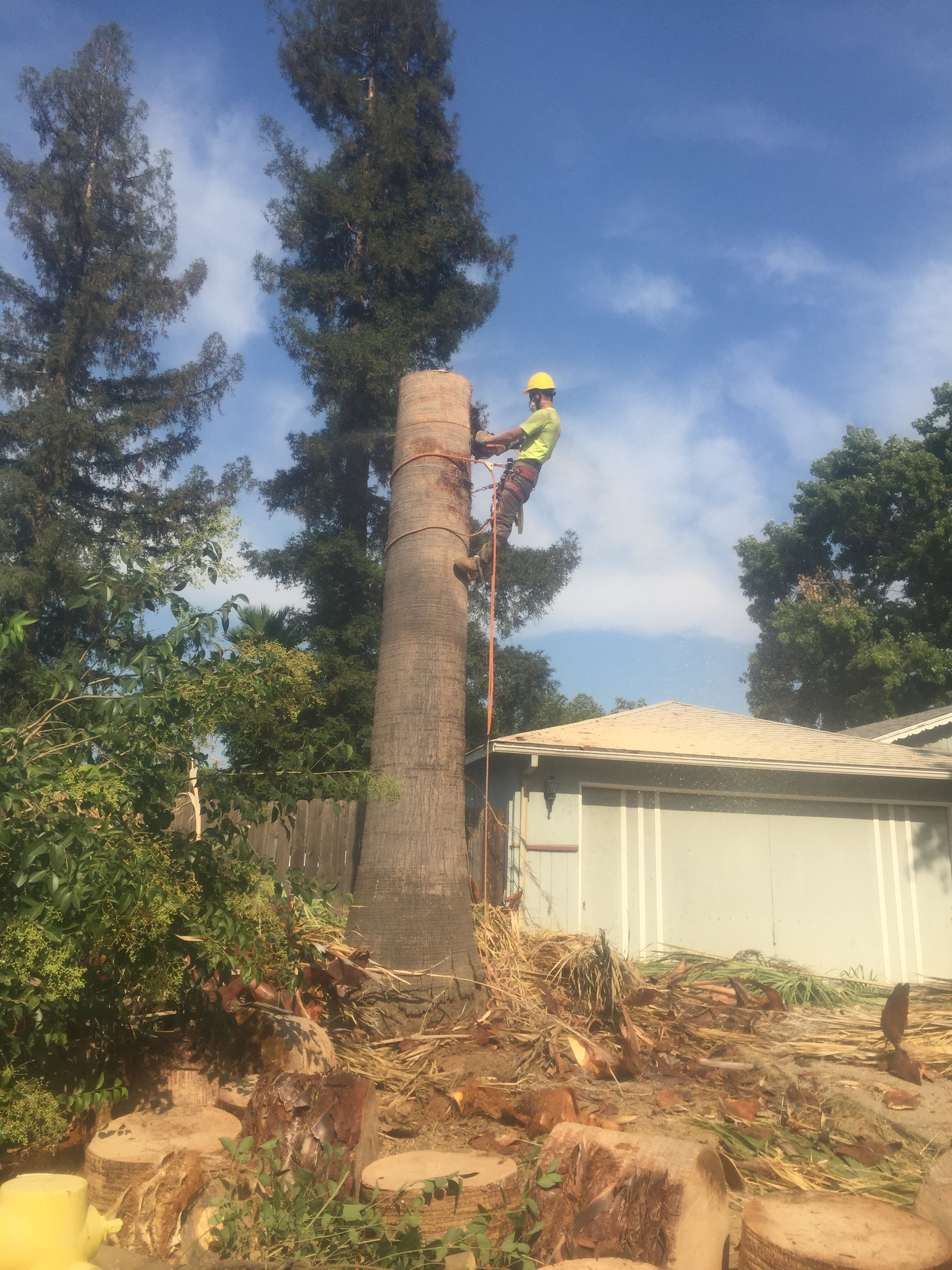 Palm Tree Removal (during) 
