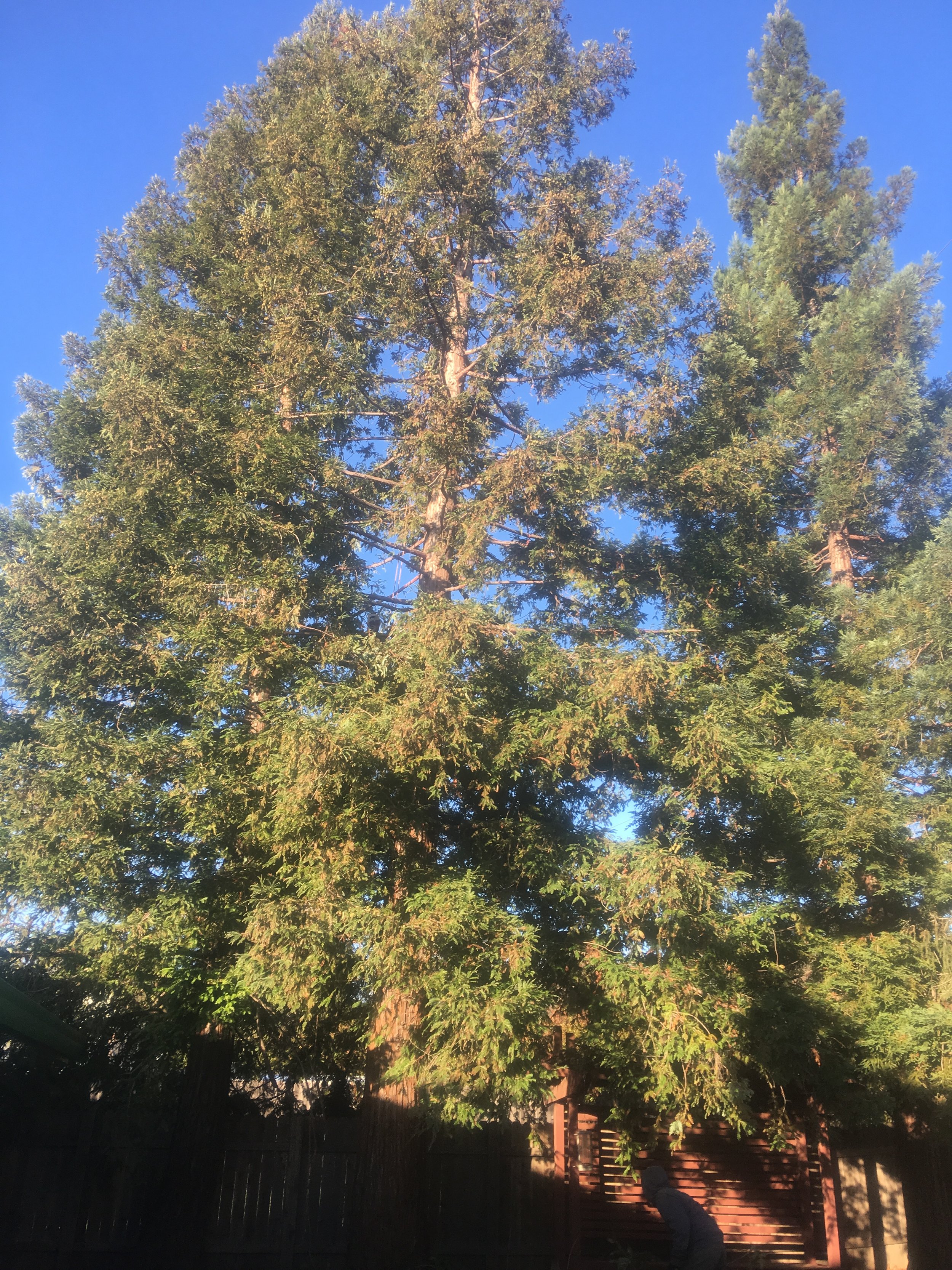 Redwood Thinning (during)