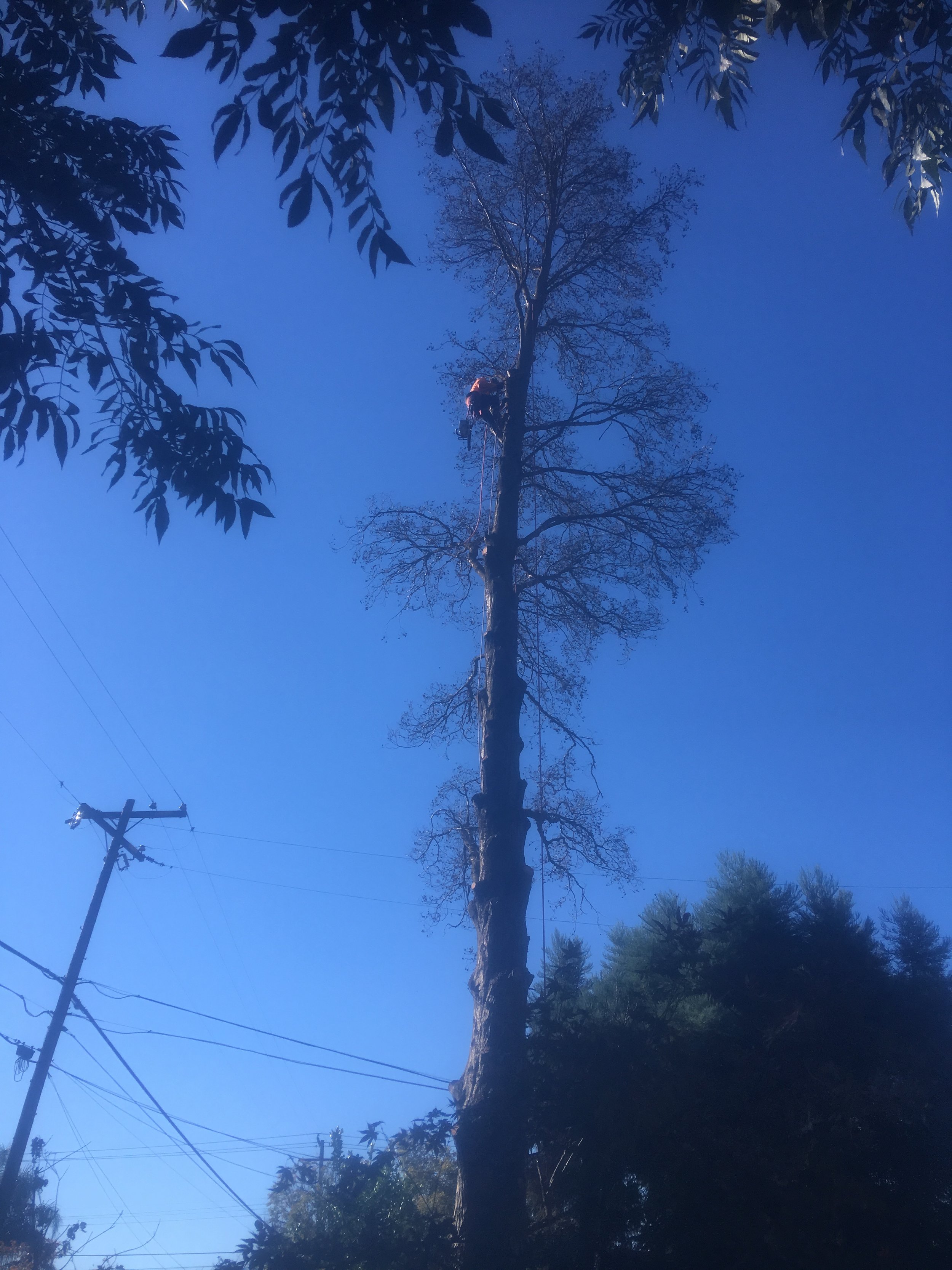 Alder Tree Removal (before) 