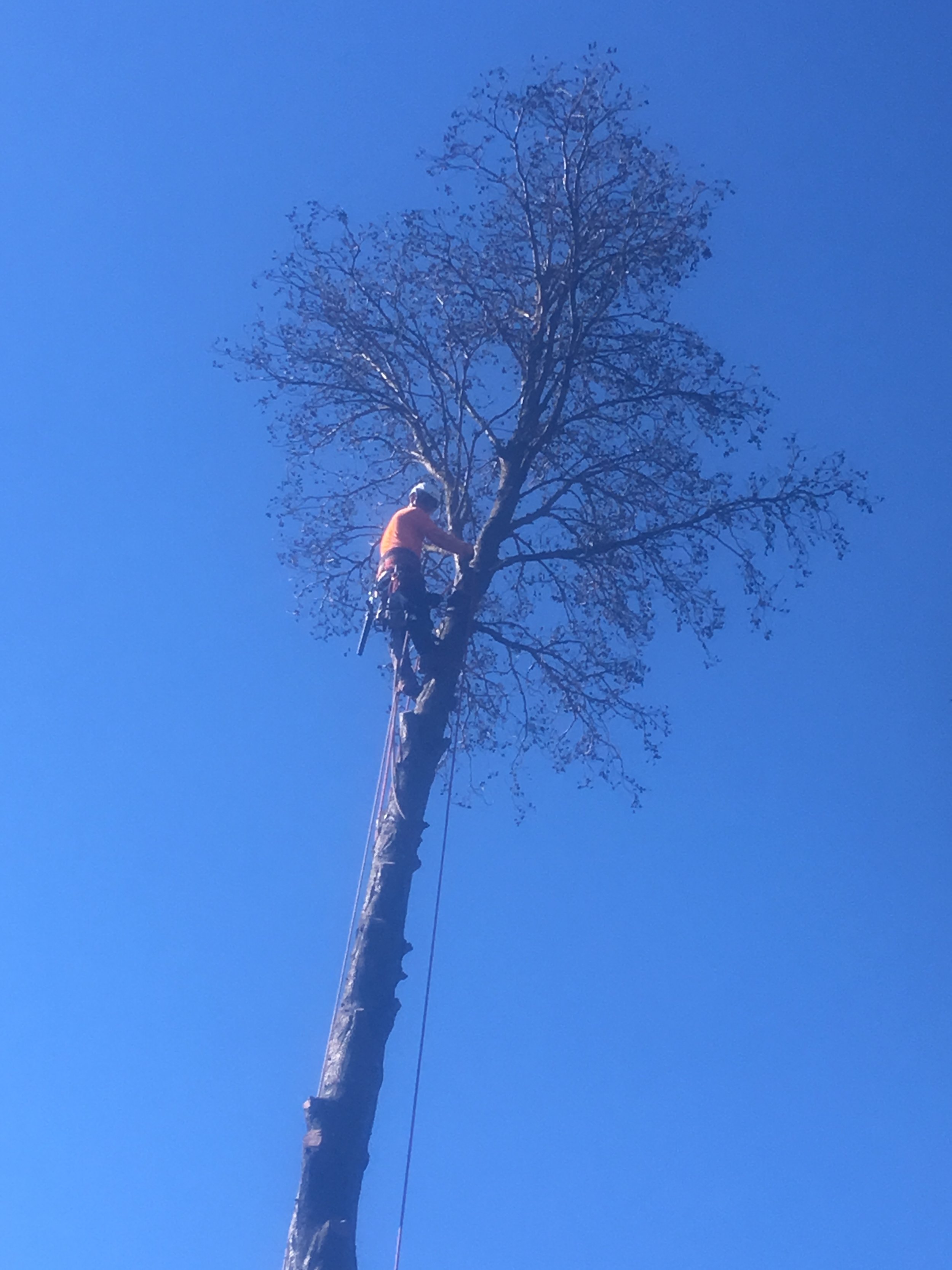 Alder Tree Removal (during)